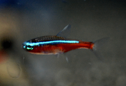 10x Cardinal Tetra (Wild Caught, Large) Paracheirodon axelrodi