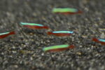10x Cardinal Tetra (Wild Caught, Large) Paracheirodon axelrodi - Image 2