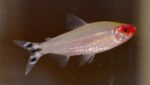 10x Bleheri Rummy-Nose Tetra (Petitella bleheri) - Image 2