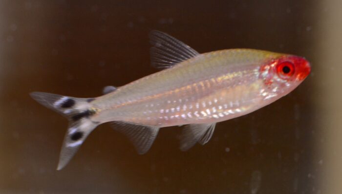 10x Bleheri Rummy-Nose Tetra (Petitella bleheri) - Image 2