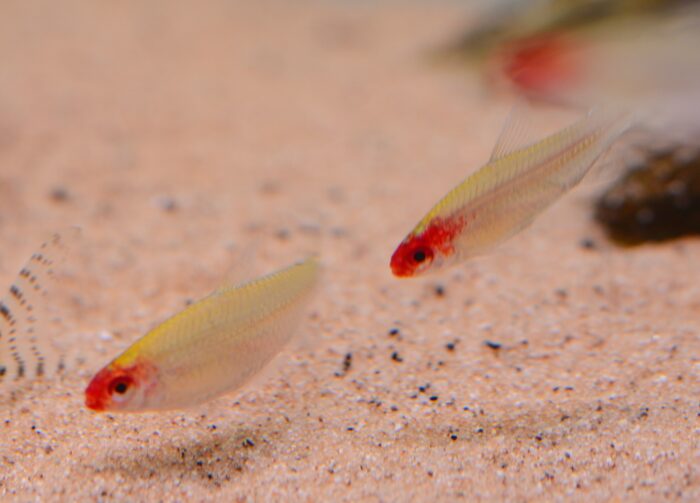 10x Bleheri Rummy-Nose Tetra (Petitella bleheri) - Image 3