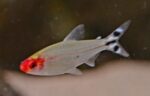 10x Bleheri Rummy-Nose Tetra (Petitella bleheri)