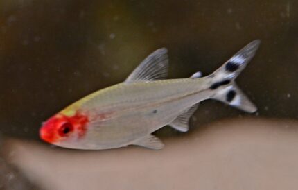 10x Bleheri Rummy-Nose Tetra (Petitella bleheri)