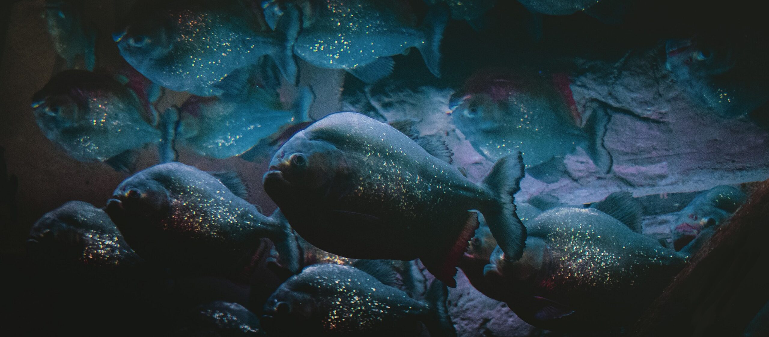Easy Tropical Fish