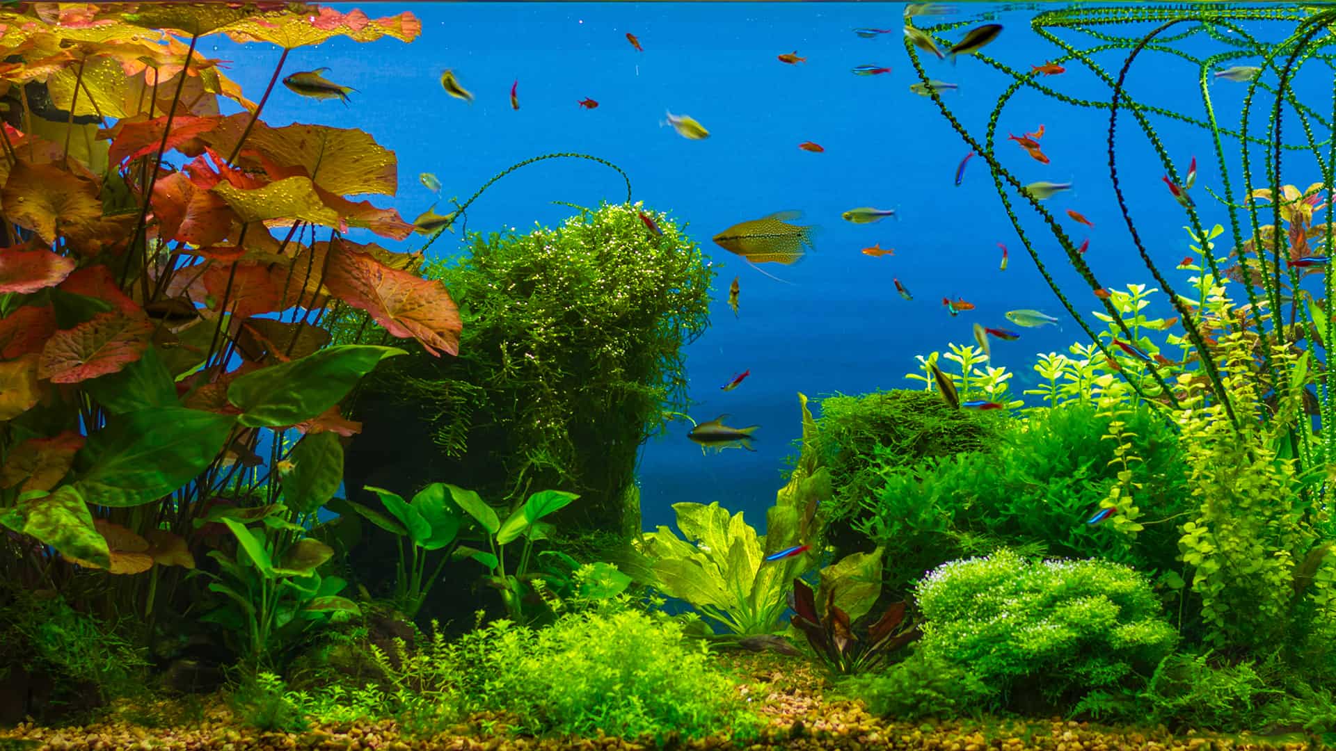 AquaHeaven