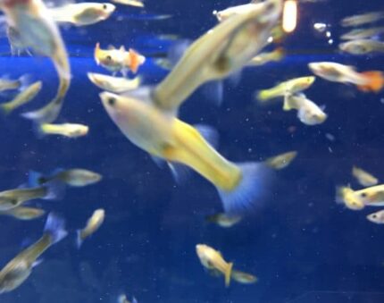 Assorted Female Guppies (Qty 7)