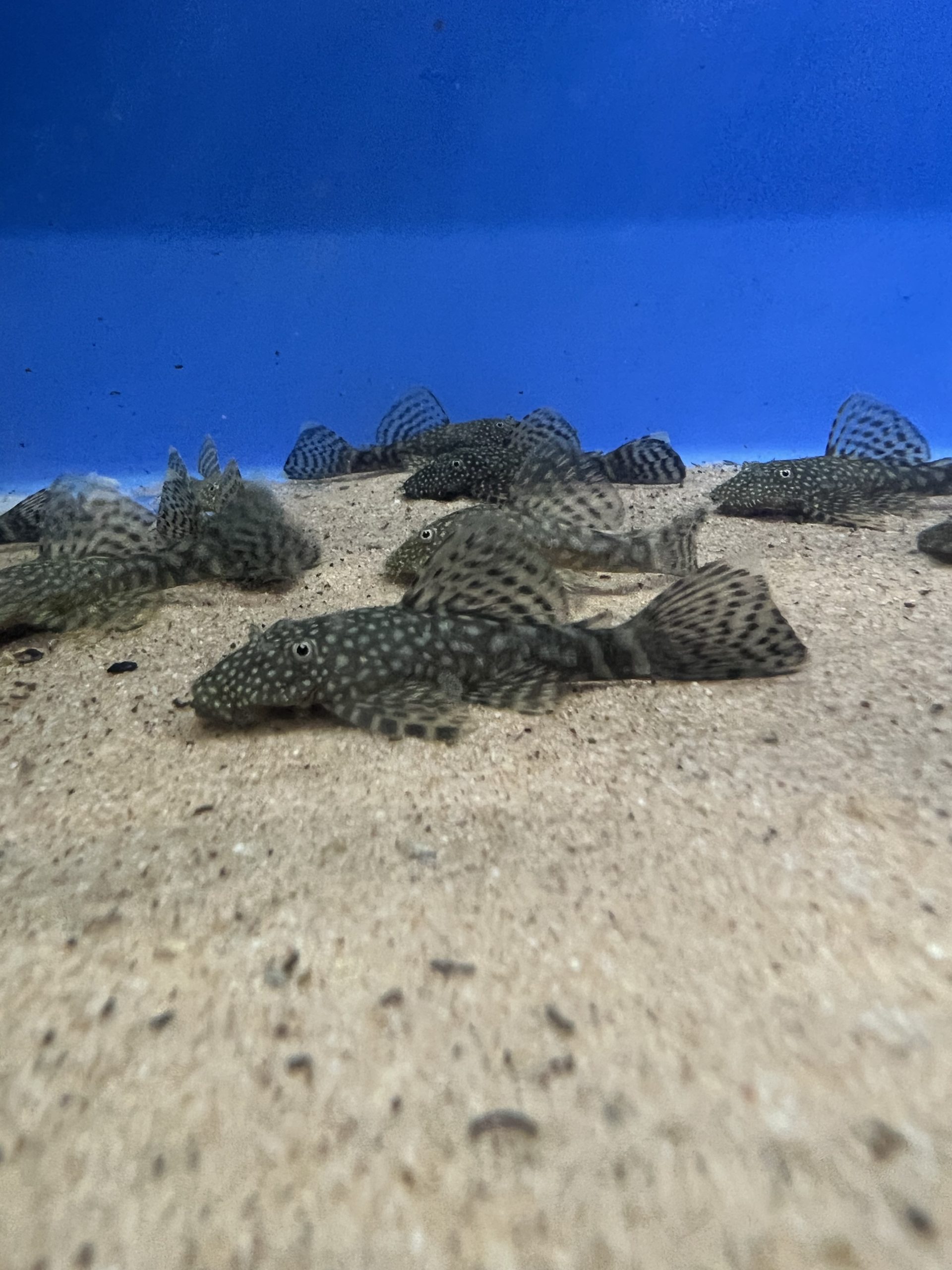 BN3-scaled-1.jpg Bristlenose Catfish-Ancistrus - Image 3