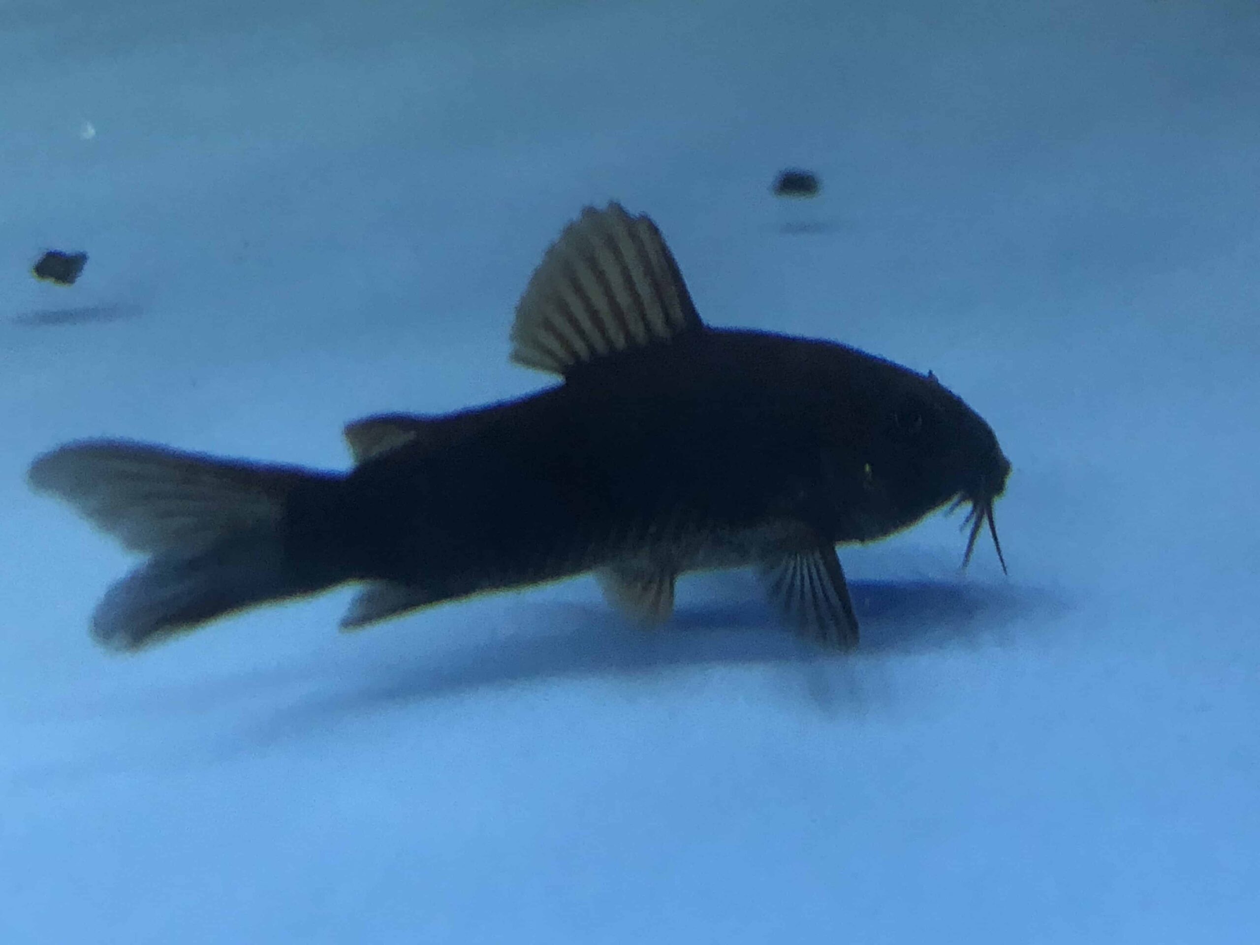 Black-Cory-1.jpg Corydoras Black Schultzei - Image 3