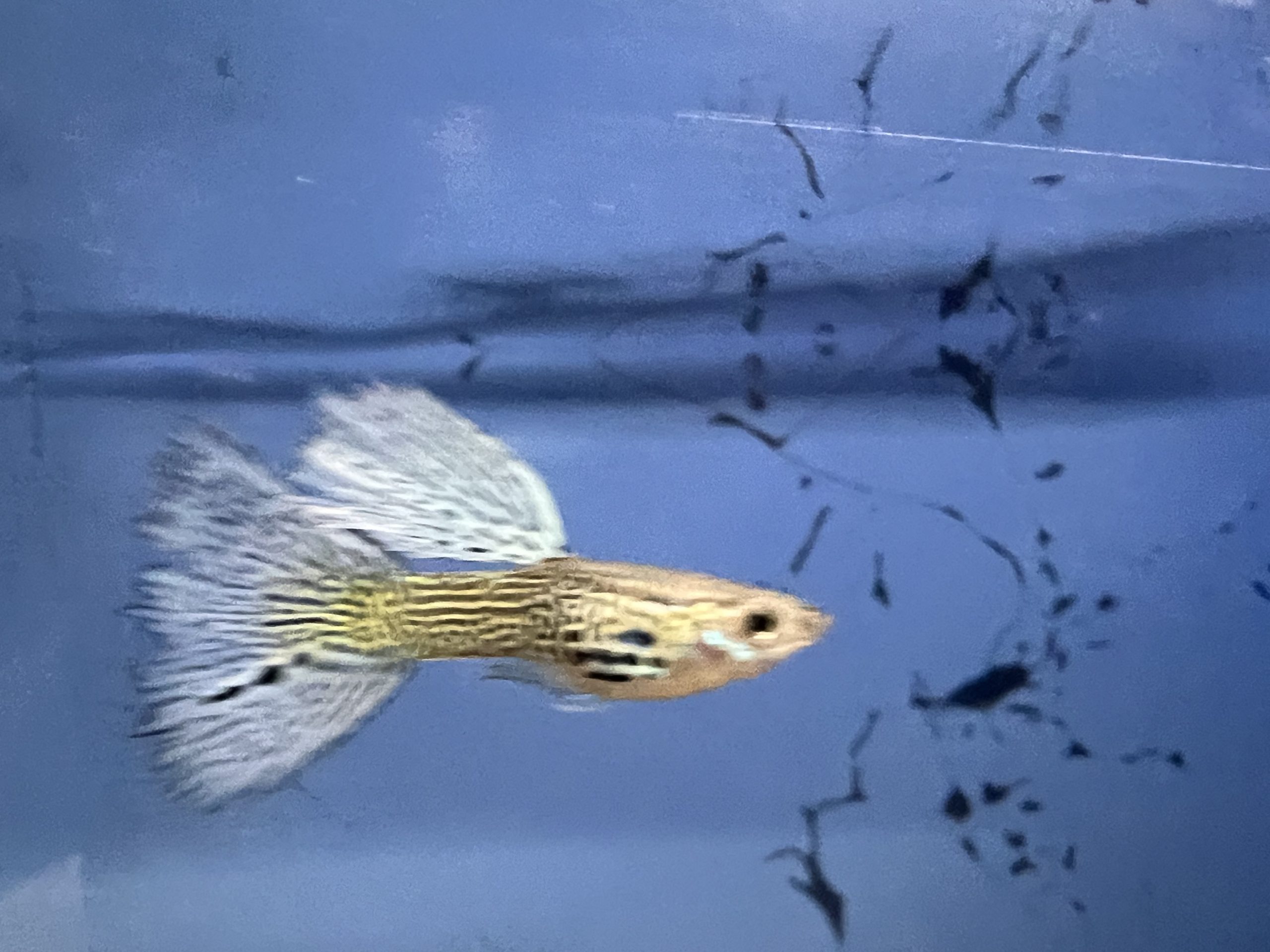 Blue-lace-2-scaled-1.jpg Blue Lace Guppies sexed pairs - Image 4