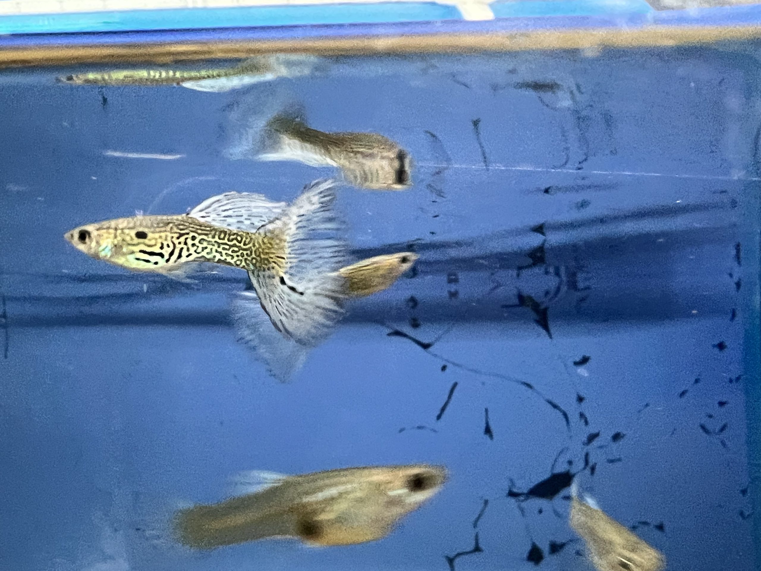 Blue-lace-5-scaled-1.jpg Blue Lace Guppies sexed pairs - Image 3