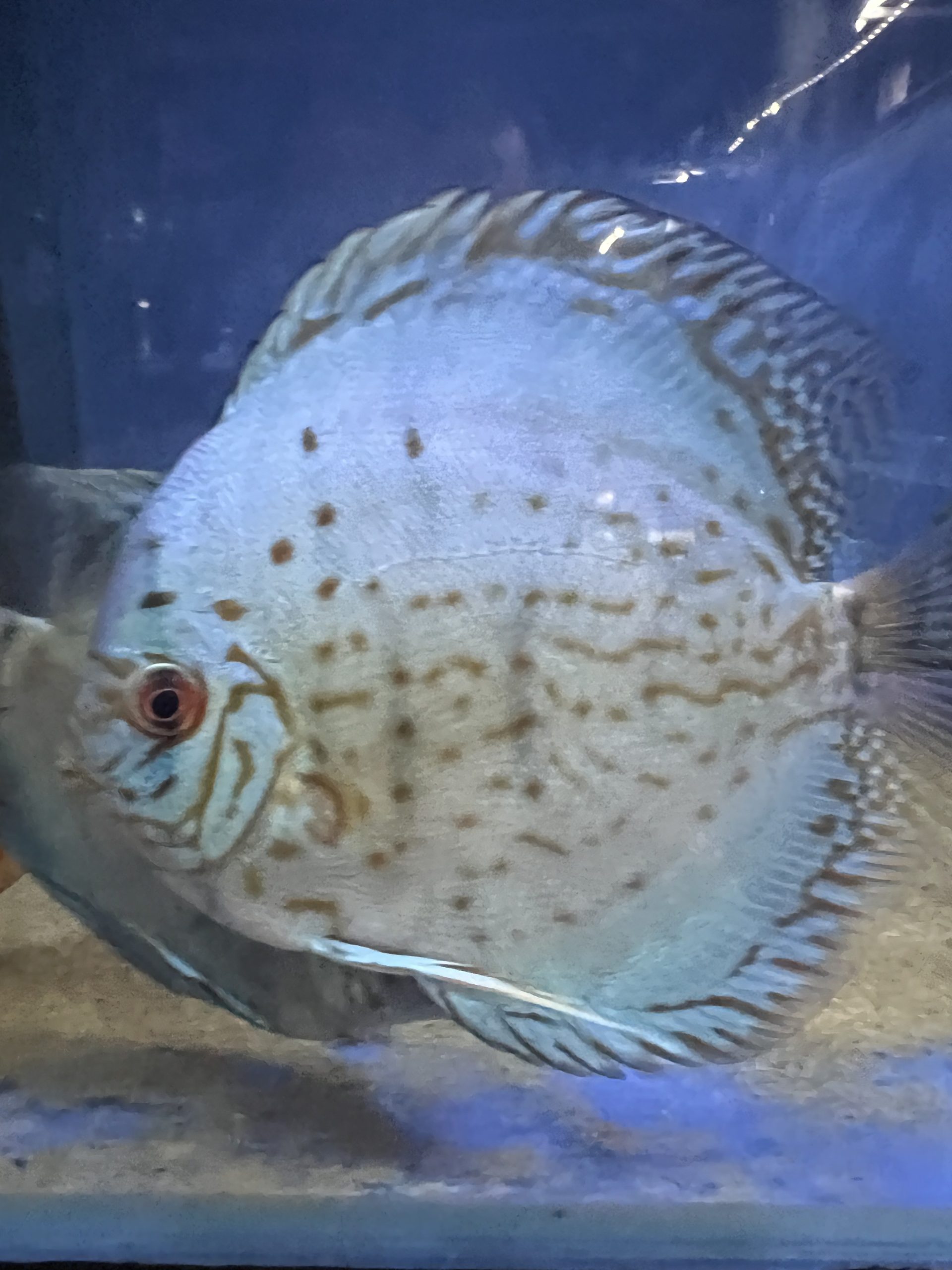 Cobalt1-scaled-1.jpg Blue Cobalt Discus - Image 6