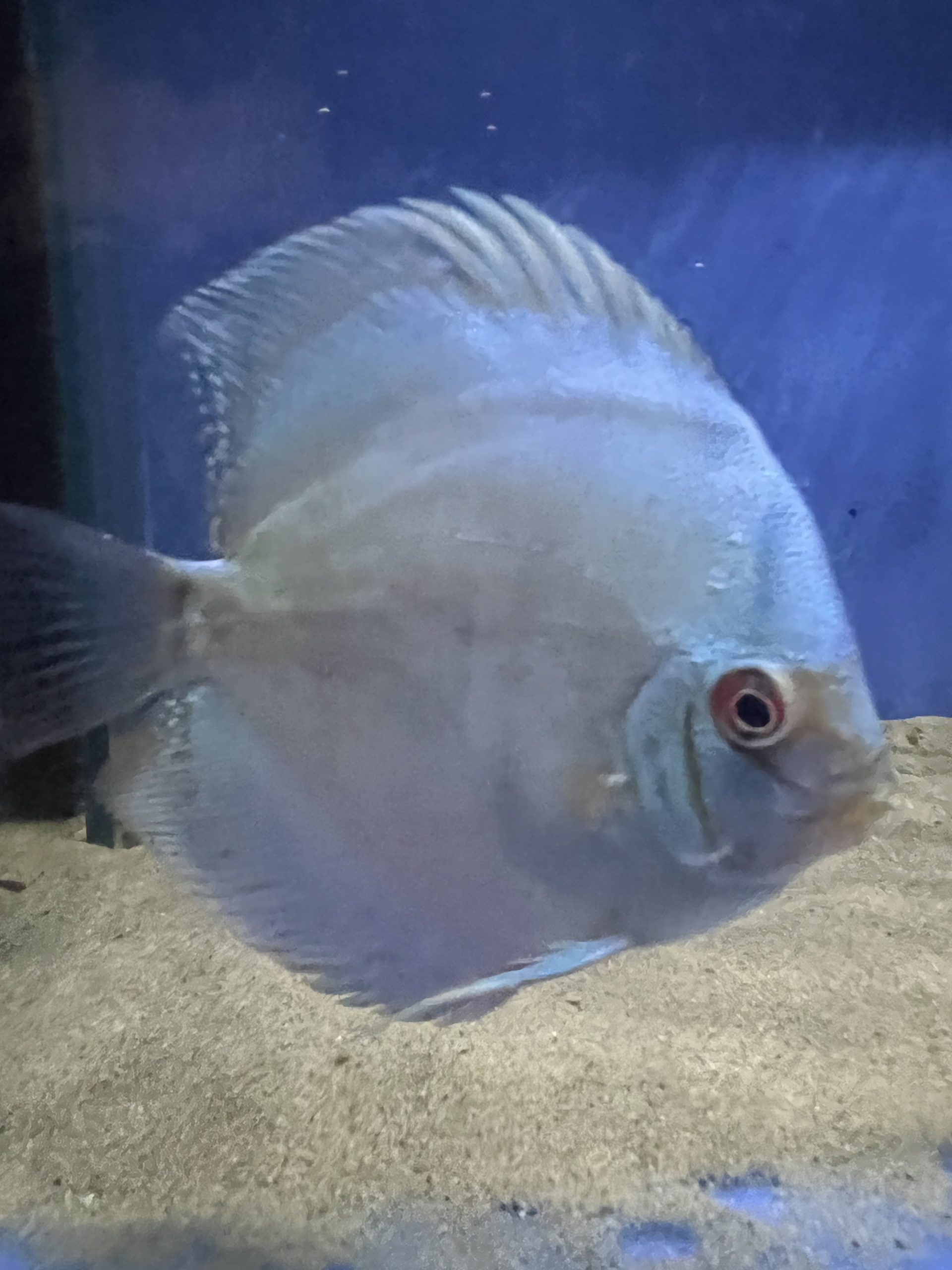 Cobalt2-scaled-1.jpg Blue Cobalt Discus - Image 5