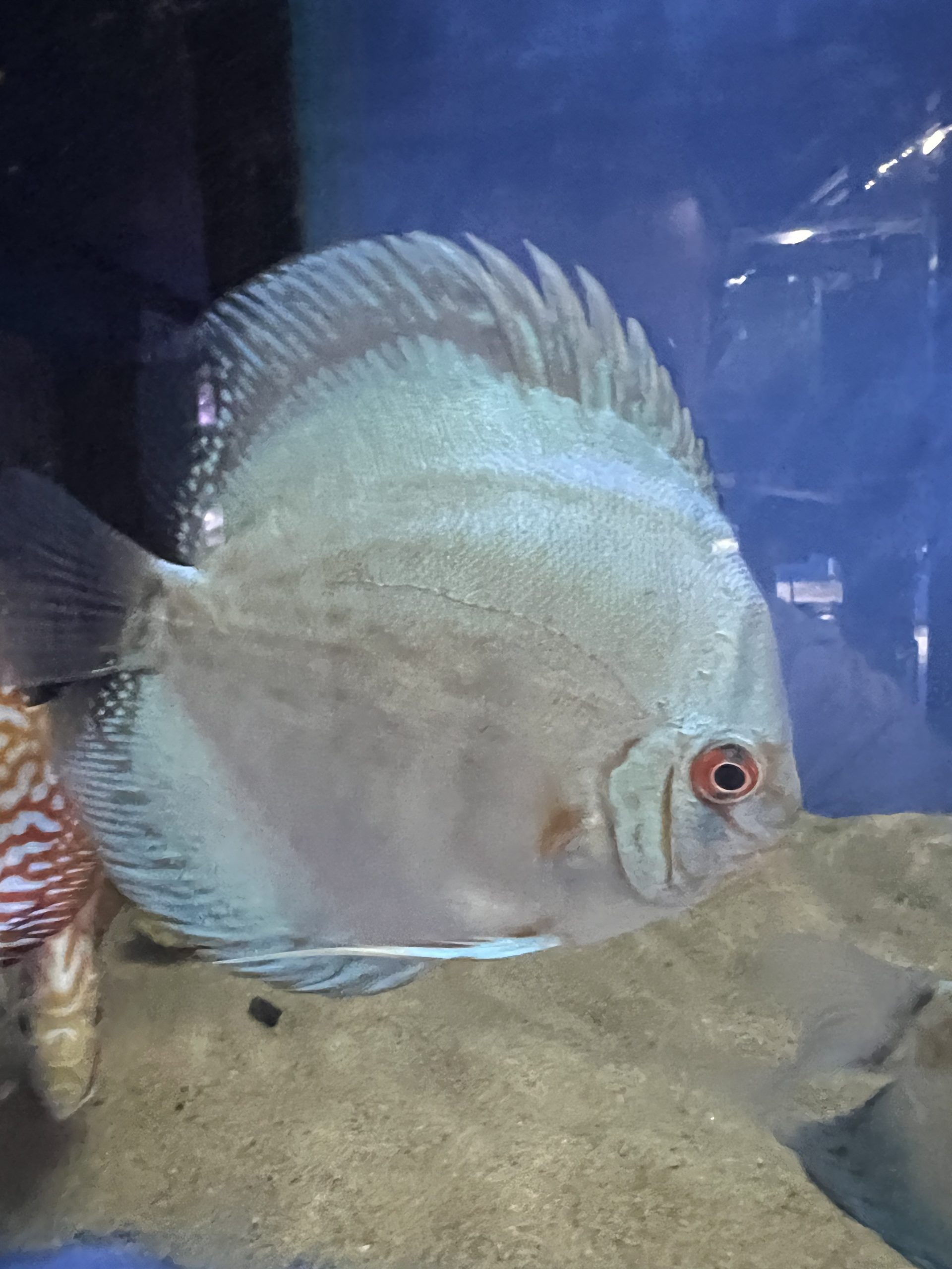 Cobalt3-scaled-1.jpg Blue Cobalt Discus - Image 4