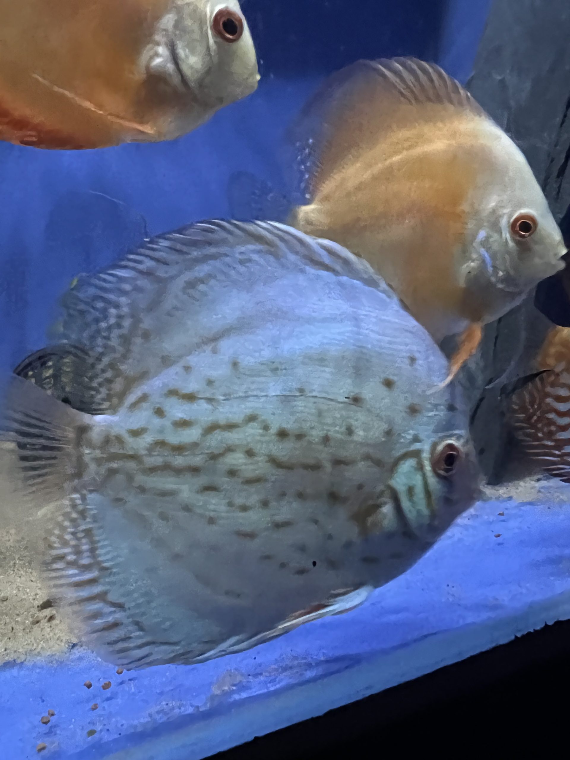 Cobalt4-scaled-1.jpg Blue Cobalt Discus - Image 3