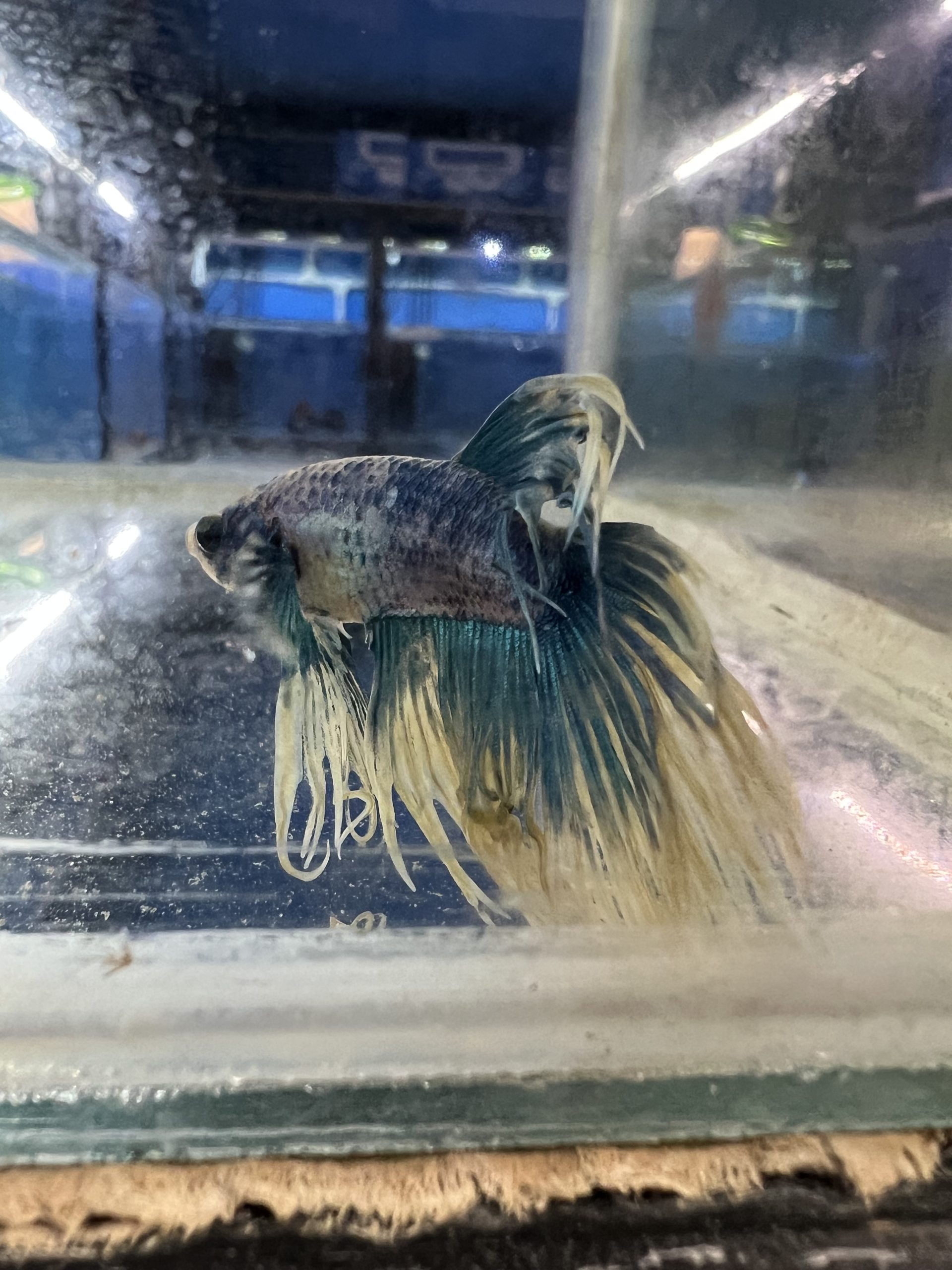 Crown-Betta1-scaled-1.jpg Assorted Male Crown tail fighting fish (Betta Splenden) - Image 6