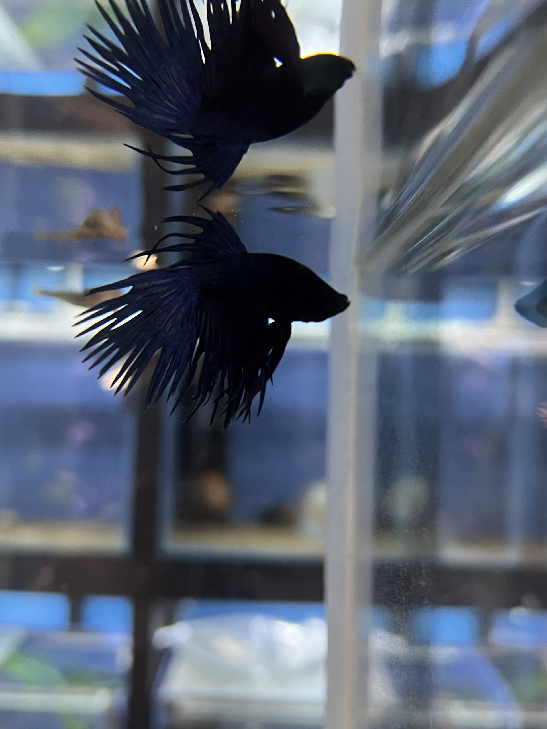 Crown-Betta2-scaled-1.jpg Assorted Male Crown tail fighting fish (Betta Splenden) - Image 5