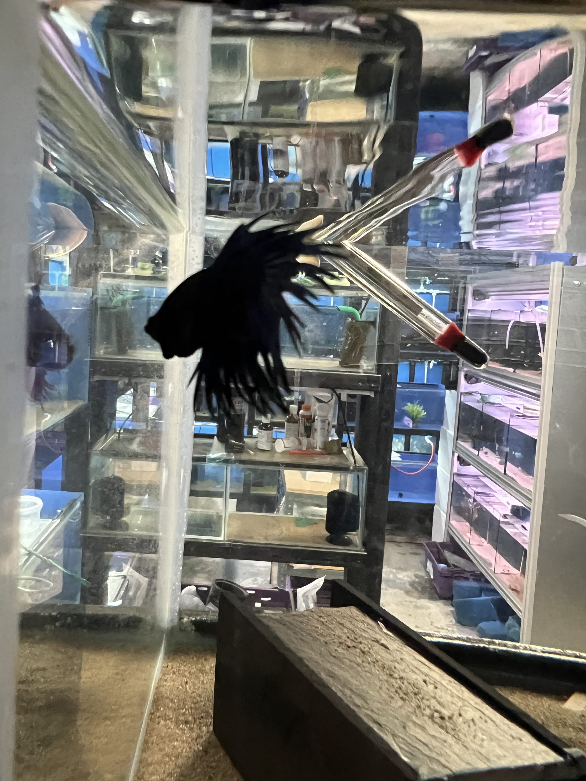 Crown-Betta3-scaled-1.jpg Assorted Male Crown tail fighting fish (Betta Splenden) - Image 7