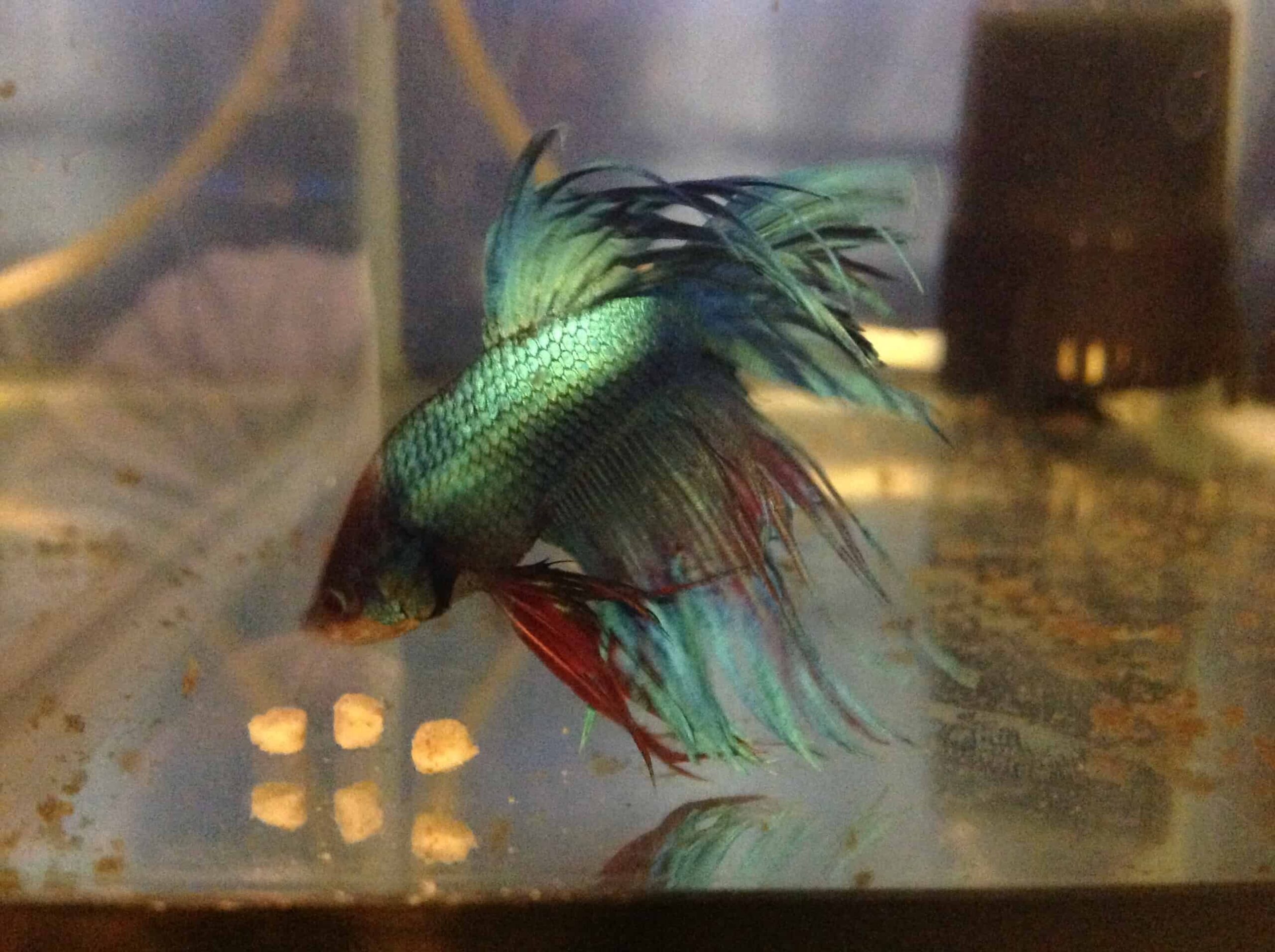 Crown-Fighter-A-e1669207875632.jpg Assorted Male Crown tail fighting fish (Betta Splenden) - Image 4