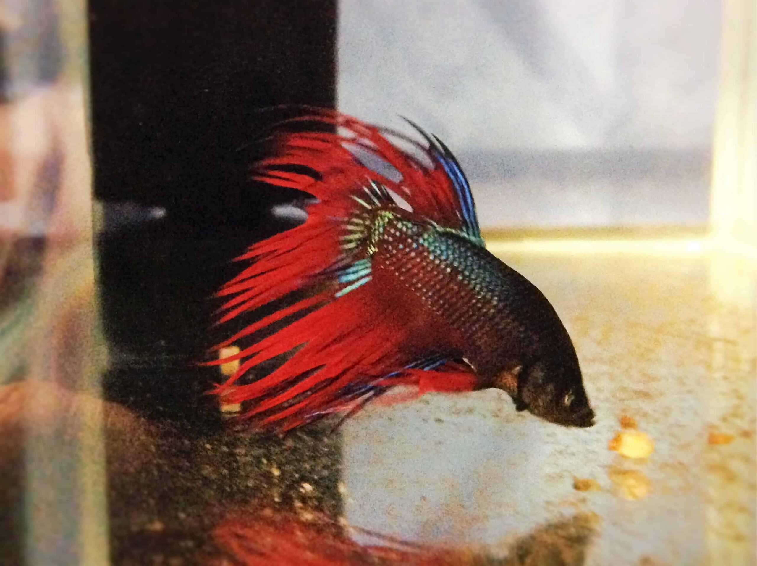 Crown-Fighter-B.jpg Assorted Male Crown tail fighting fish (Betta Splenden) - Image 3