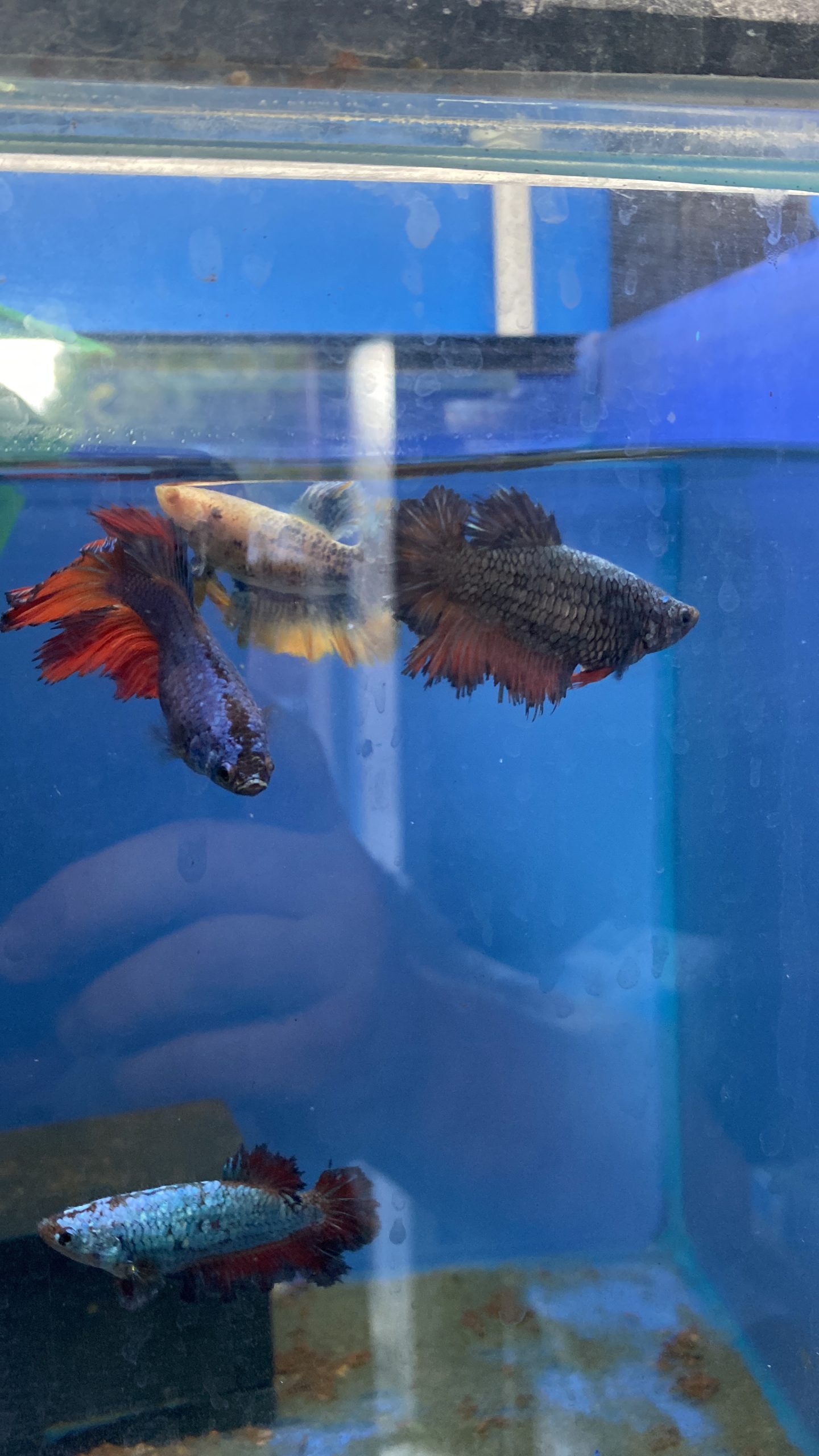 Female-Crown2-scaled-1.jpg Assorted Female Crown tail fighting fish (Betta Splenden) - Image 3