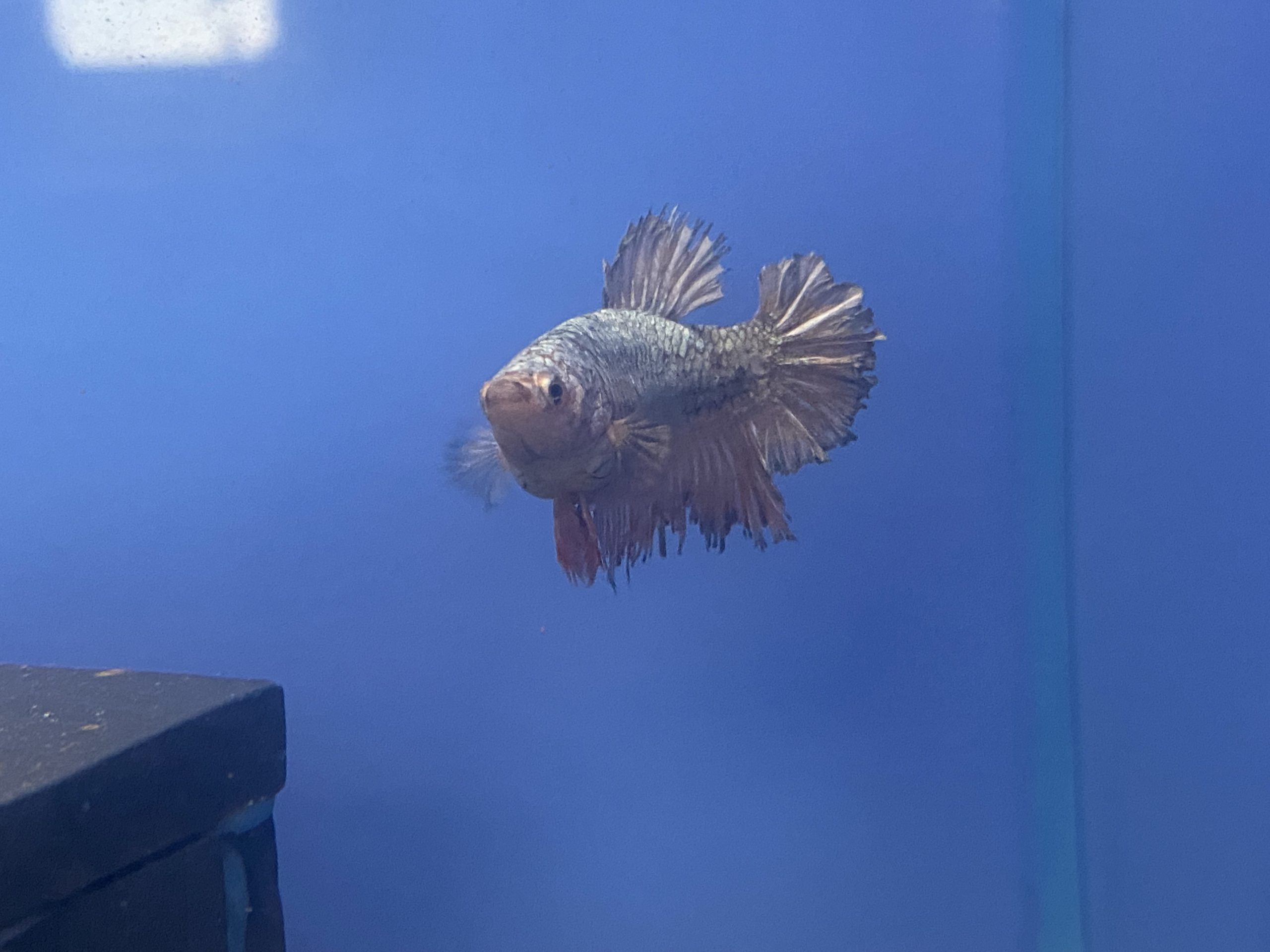 Female-Crown3-scaled-1.jpg Assorted Female Crown tail fighting fish (Betta Splenden) - Image 4