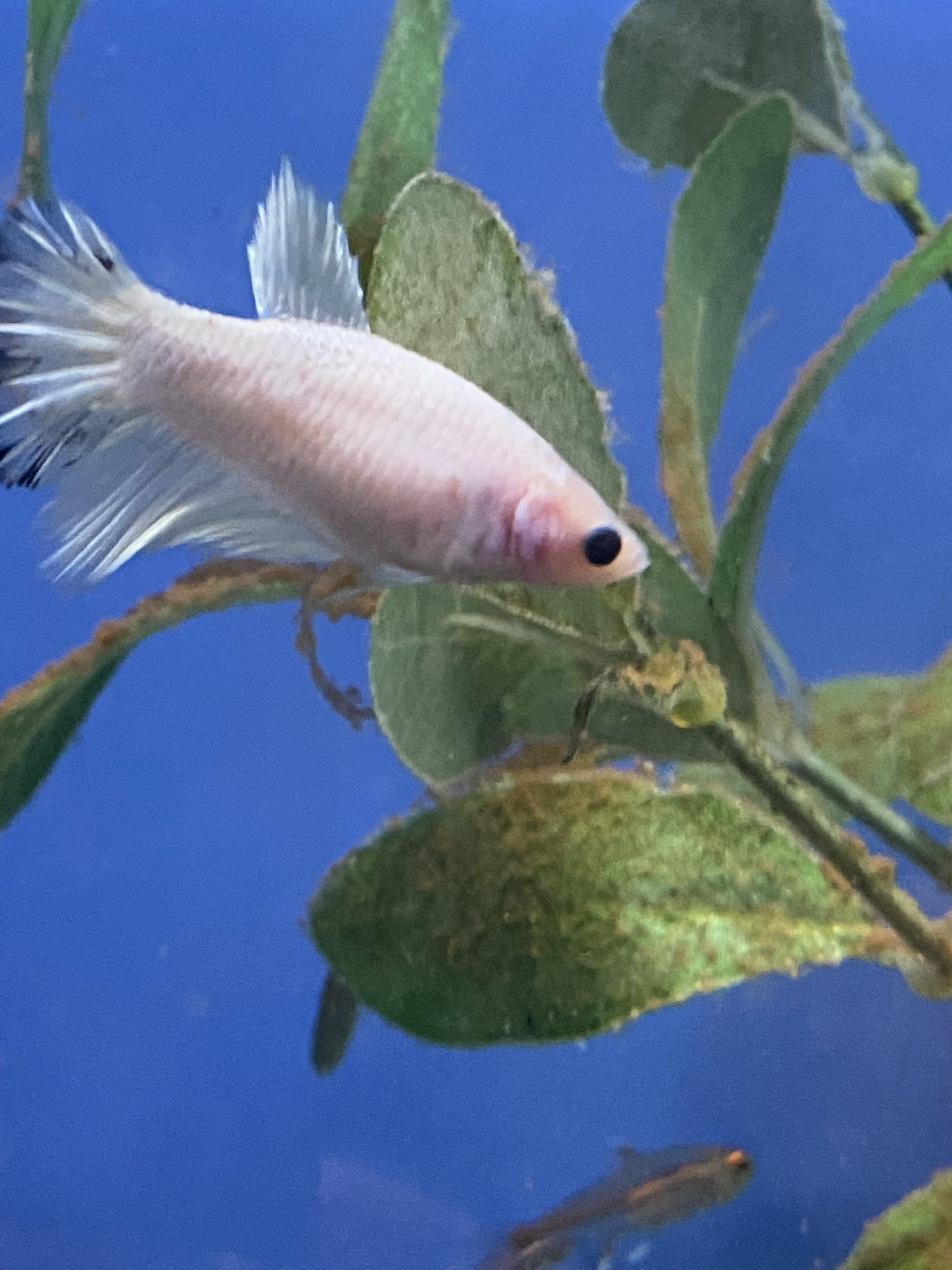 Female-Crown4-scaled-1.jpg Assorted Female Crown tail fighting fish (Betta Splenden) - Image 5