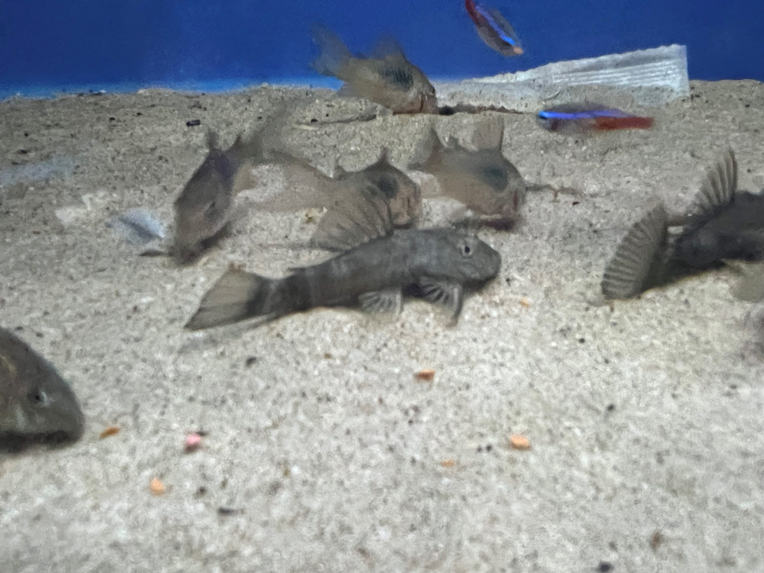 Green-Dragon-1-scaled-1.jpg Green Dragon Bristlenose - Image 3