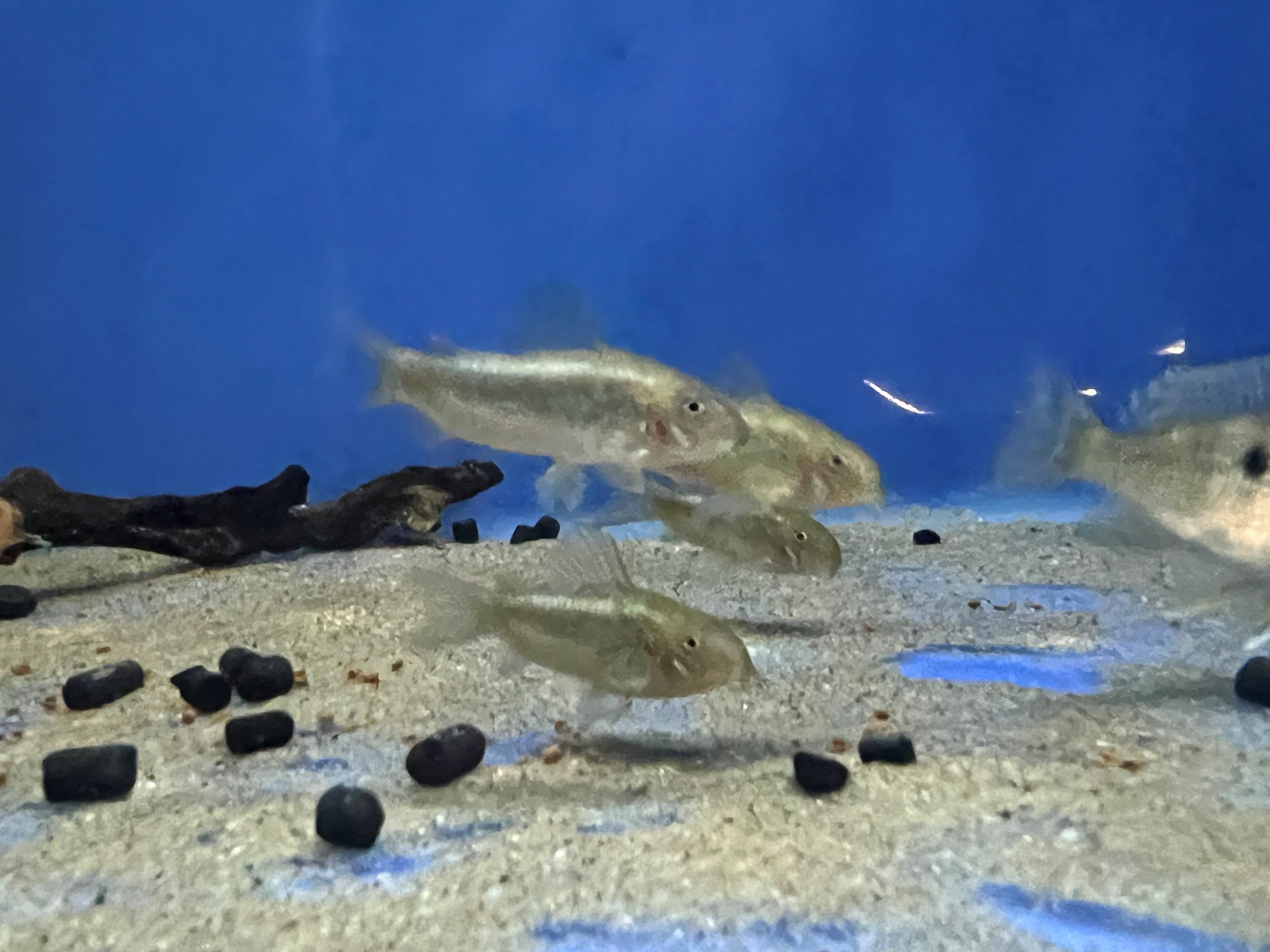 Green-laser-2-scaled-1.jpg Corydoras CW09 Green Laser - Image 3