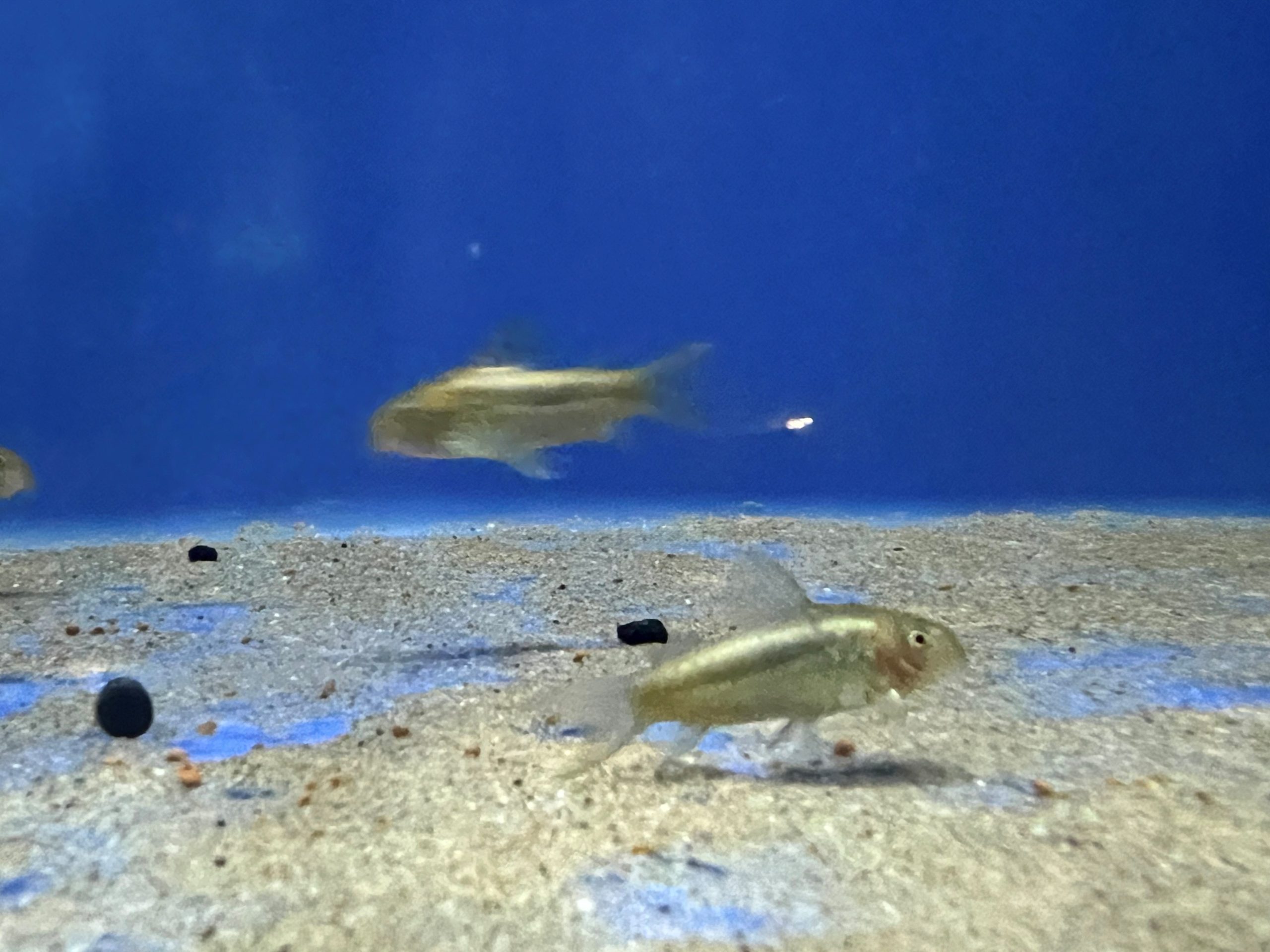 Green-laser-3-scaled-1.jpg Corydoras CW09 Green Laser - Image 4