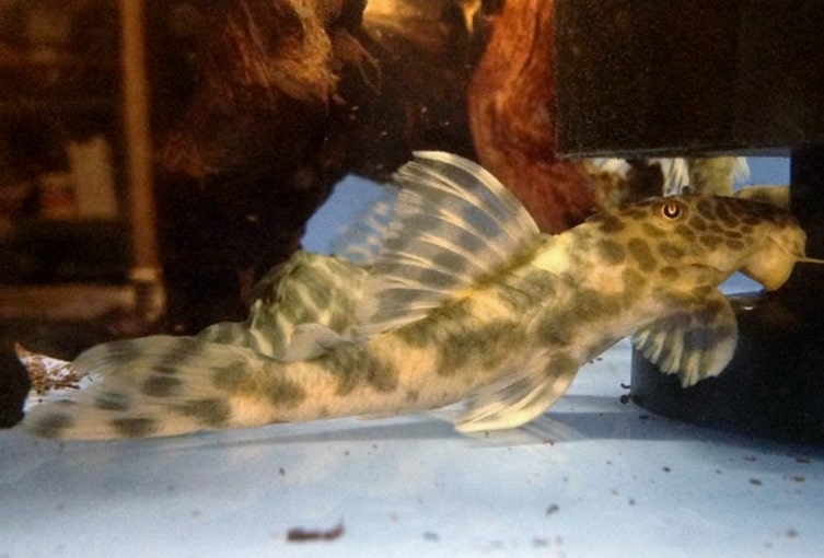 L075 Para Plec 5-7cm