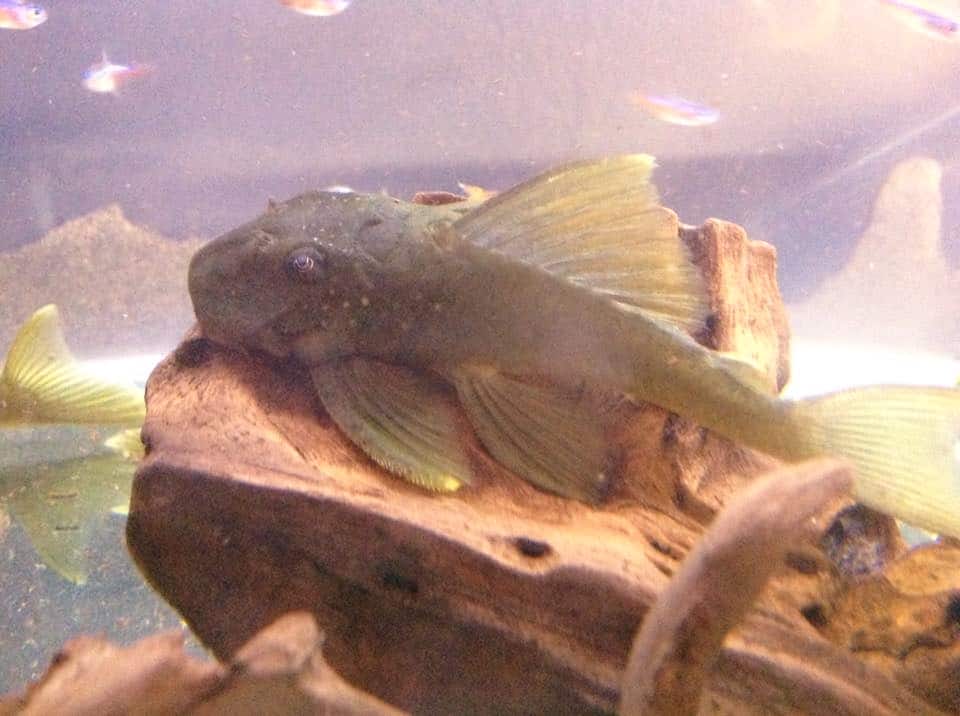 L200-1.jpg L200 Green Phantom 12-13cm - Image 2