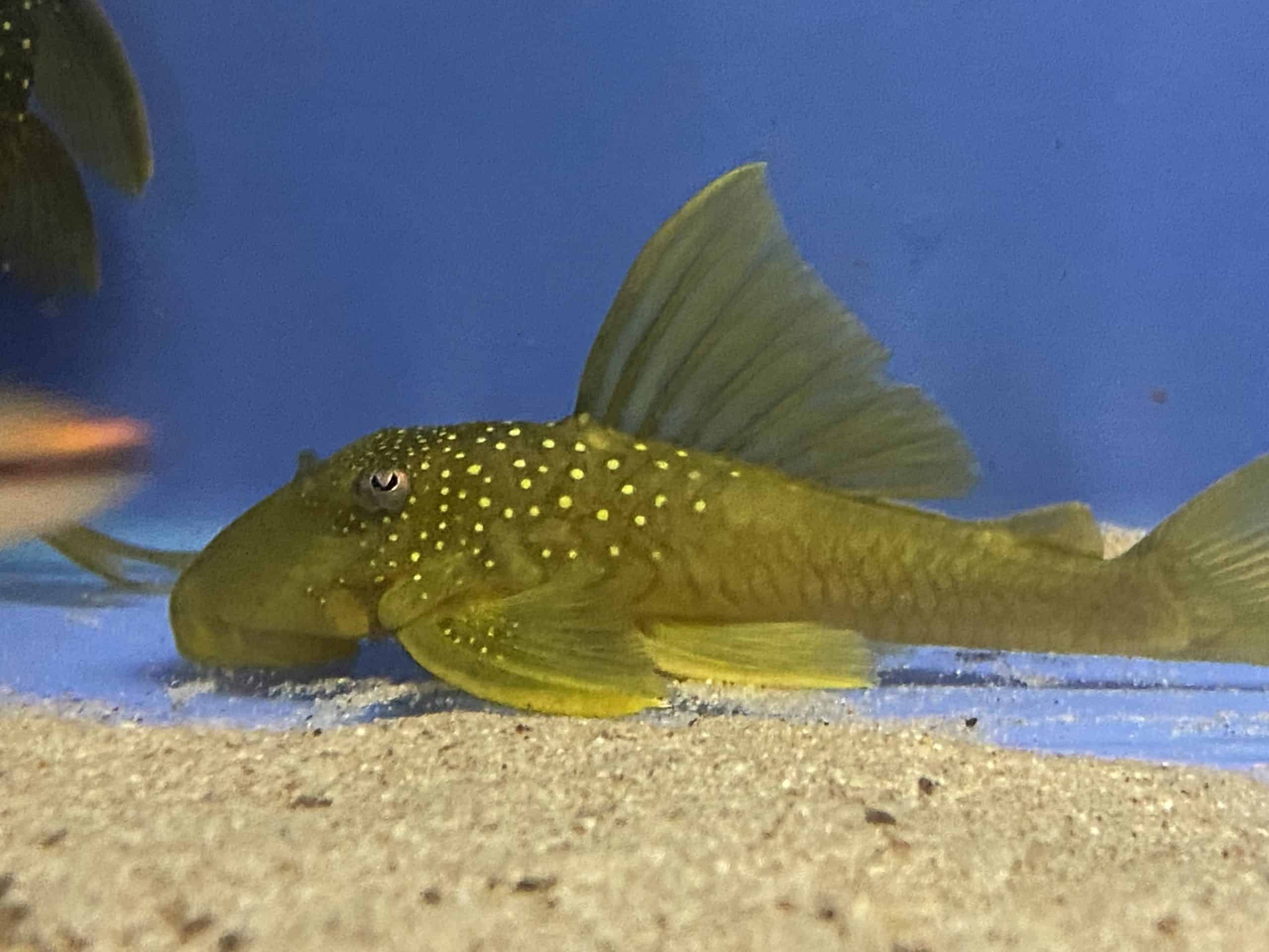 L200 Green Phantom 12-13cm