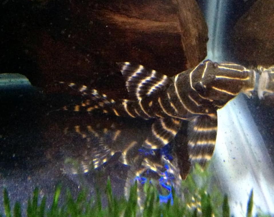 L204 Flash Plec 12cm