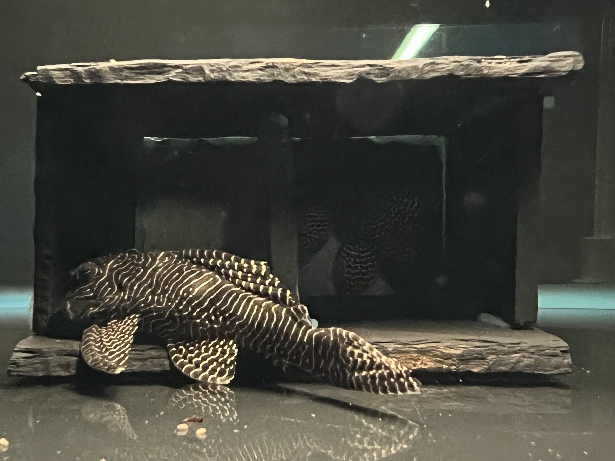 L260-2-scaled-1.jpg L260 Queen Arabesque 6-8cm - Image 3