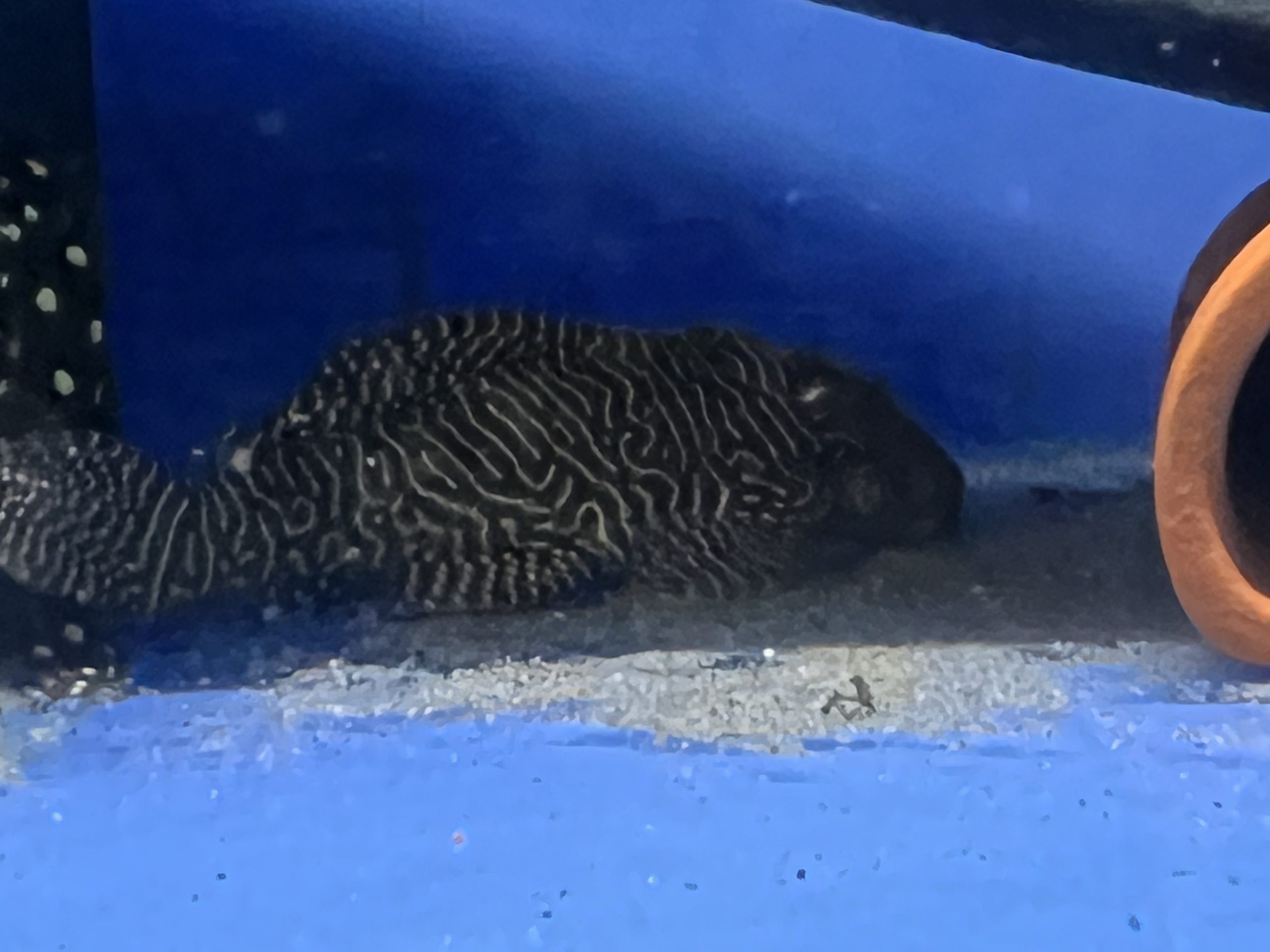 L260-3-scaled-1.jpg L260 Queen Arabesque 6-8cm - Image 4