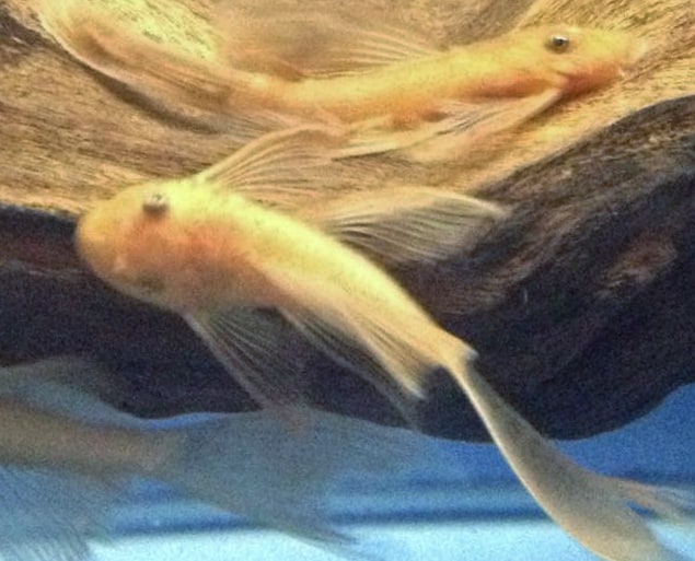 Long-finned-super-reds2.jpg Long Fin Super Red Bristlenose - Image 4