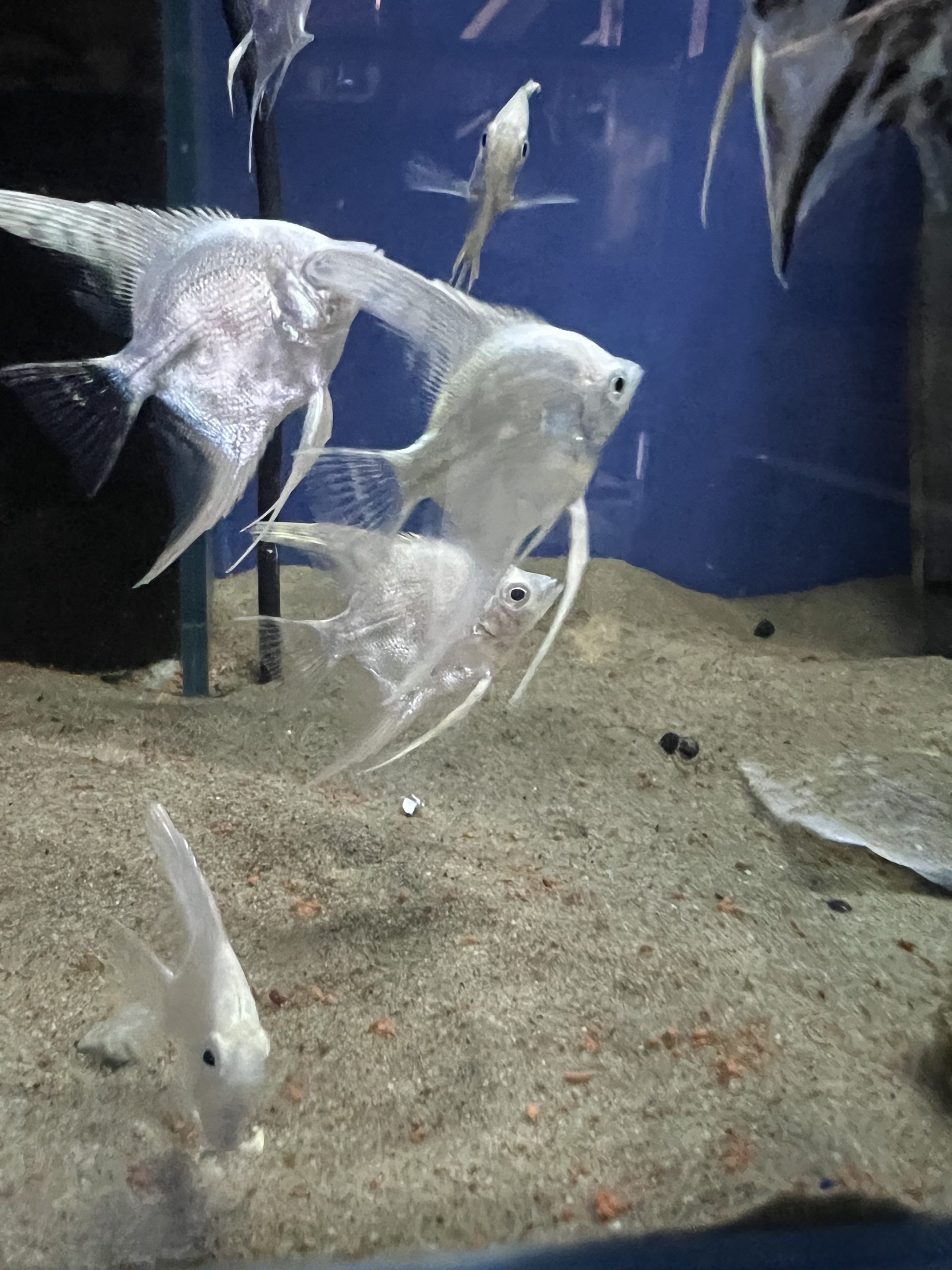 Platinum-W3-scaled-1.jpg Platinum White Angels - Image 3