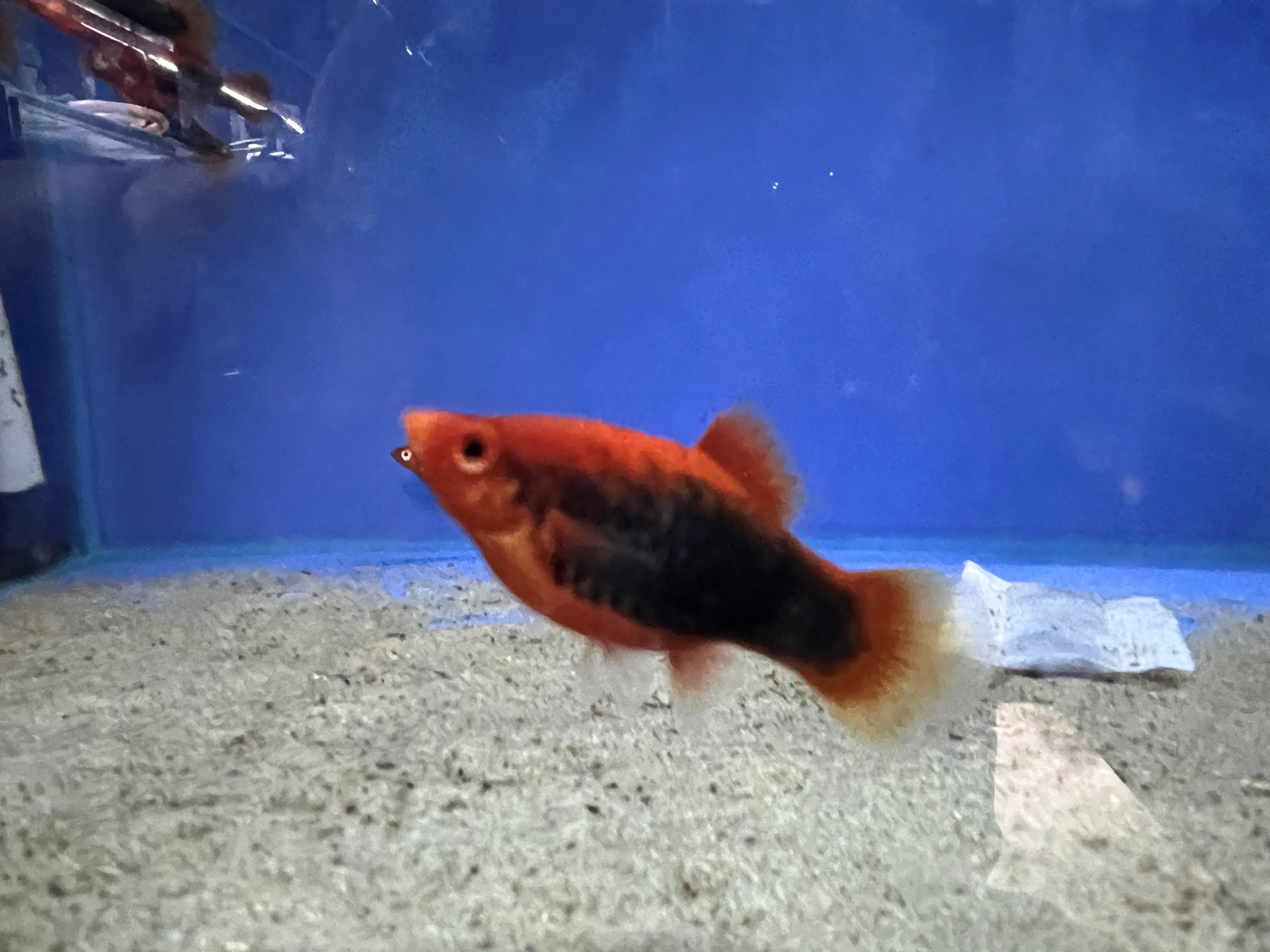 Red Tuxedo Platy