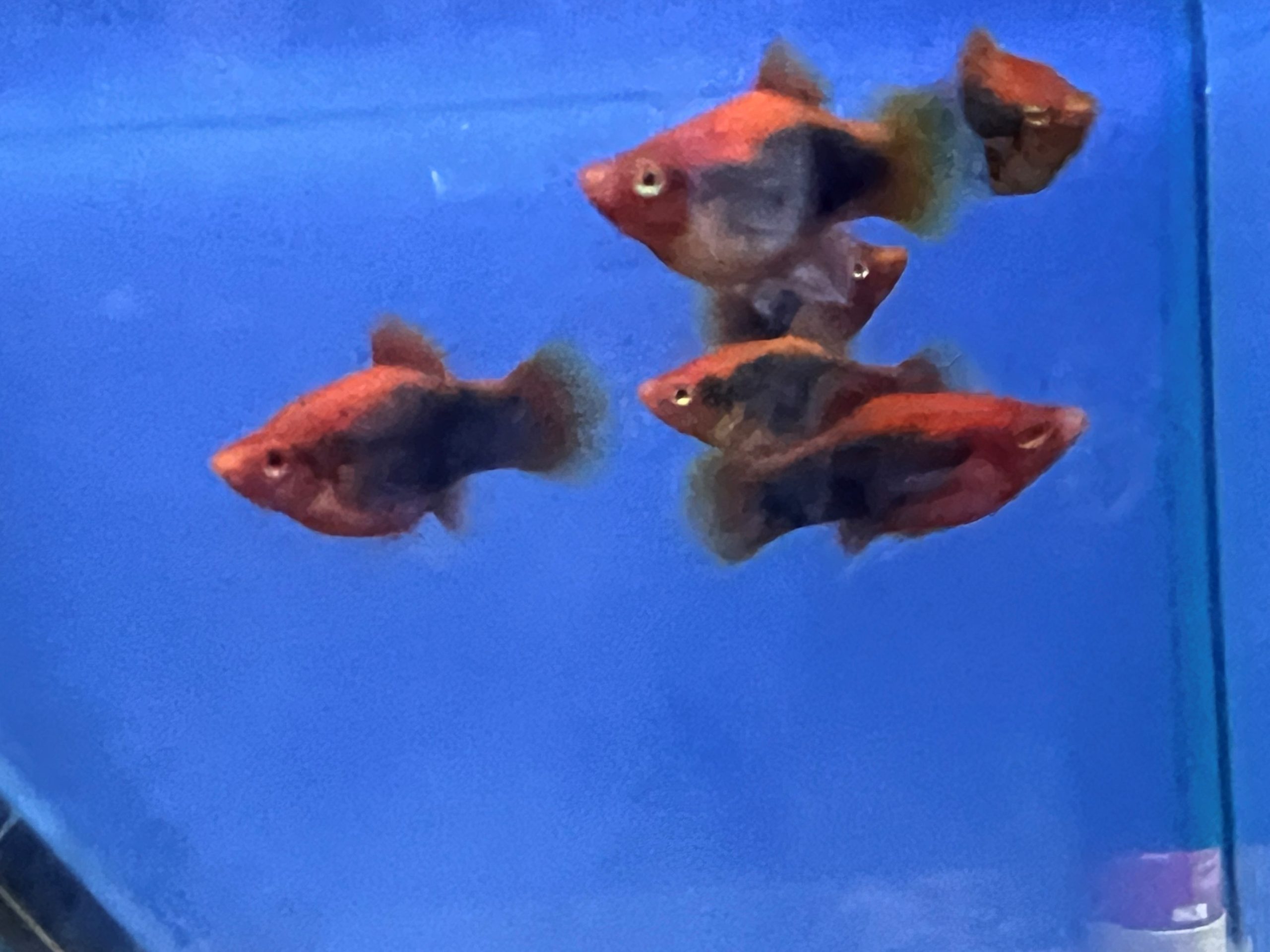 Red-tuxedo-3-scaled-1.jpg Red Tuxedo Platy's (Qty 6) - Image 3