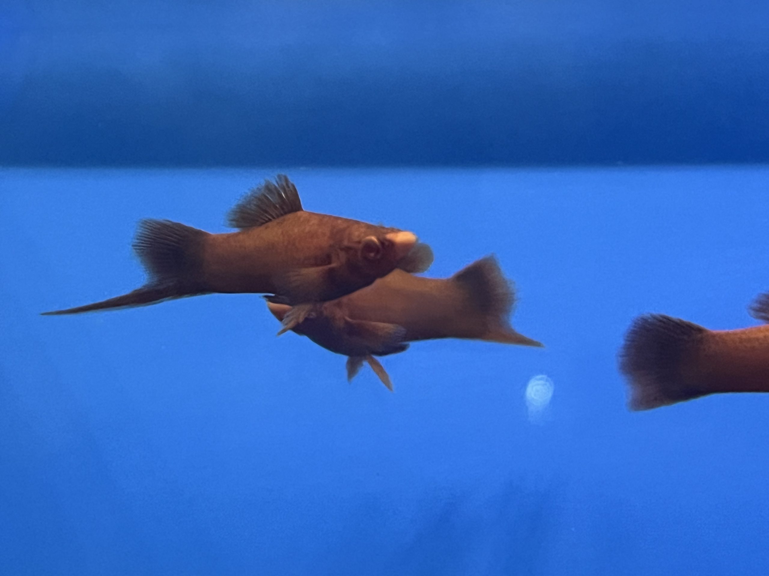 Red3-1-scaled-1.jpg Red Eye Red Swordtails - Image 3