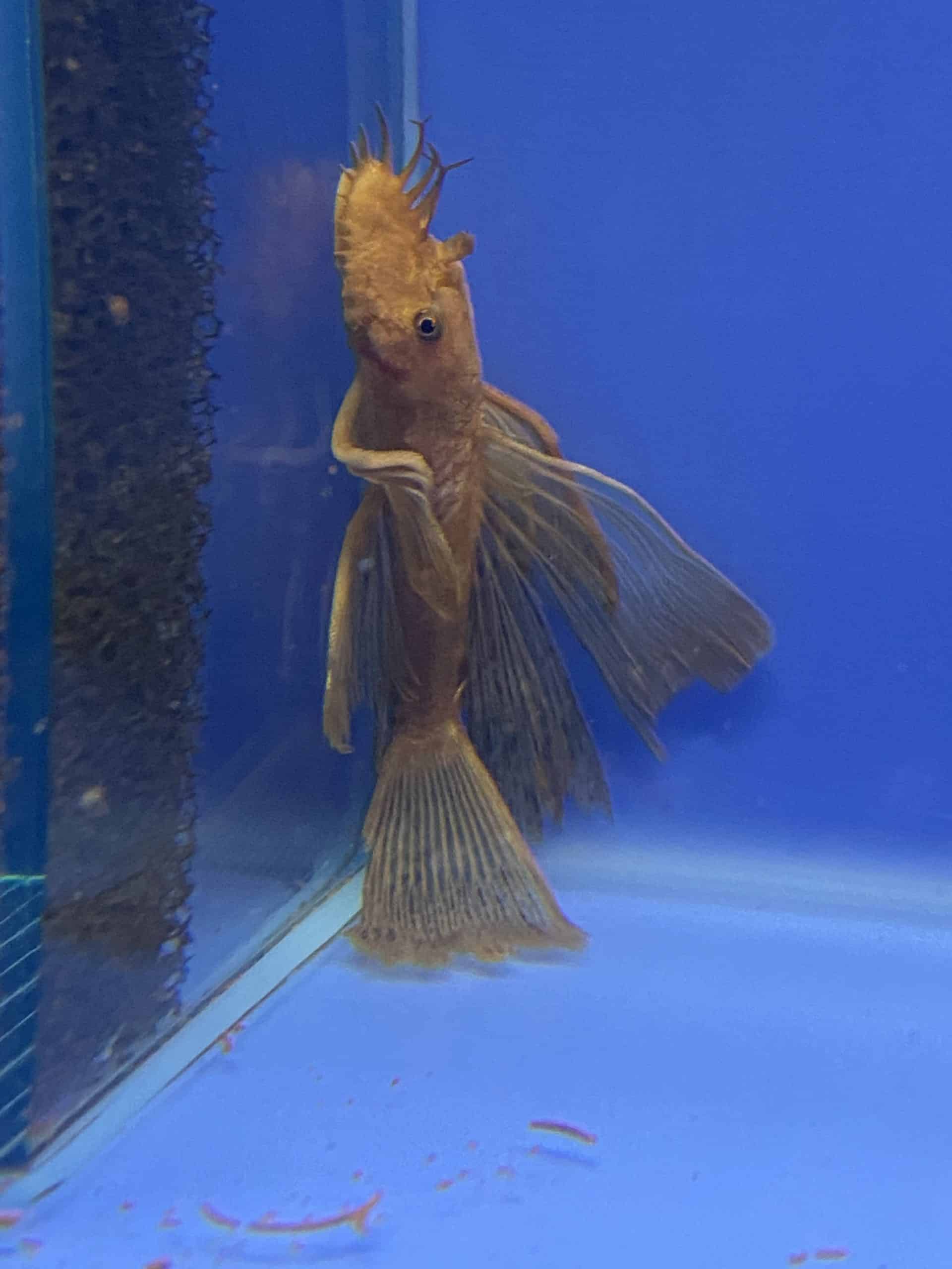 Super-Red-Long2-scaled-1.jpg Long Fin Super Red Bristlenose - Image 3