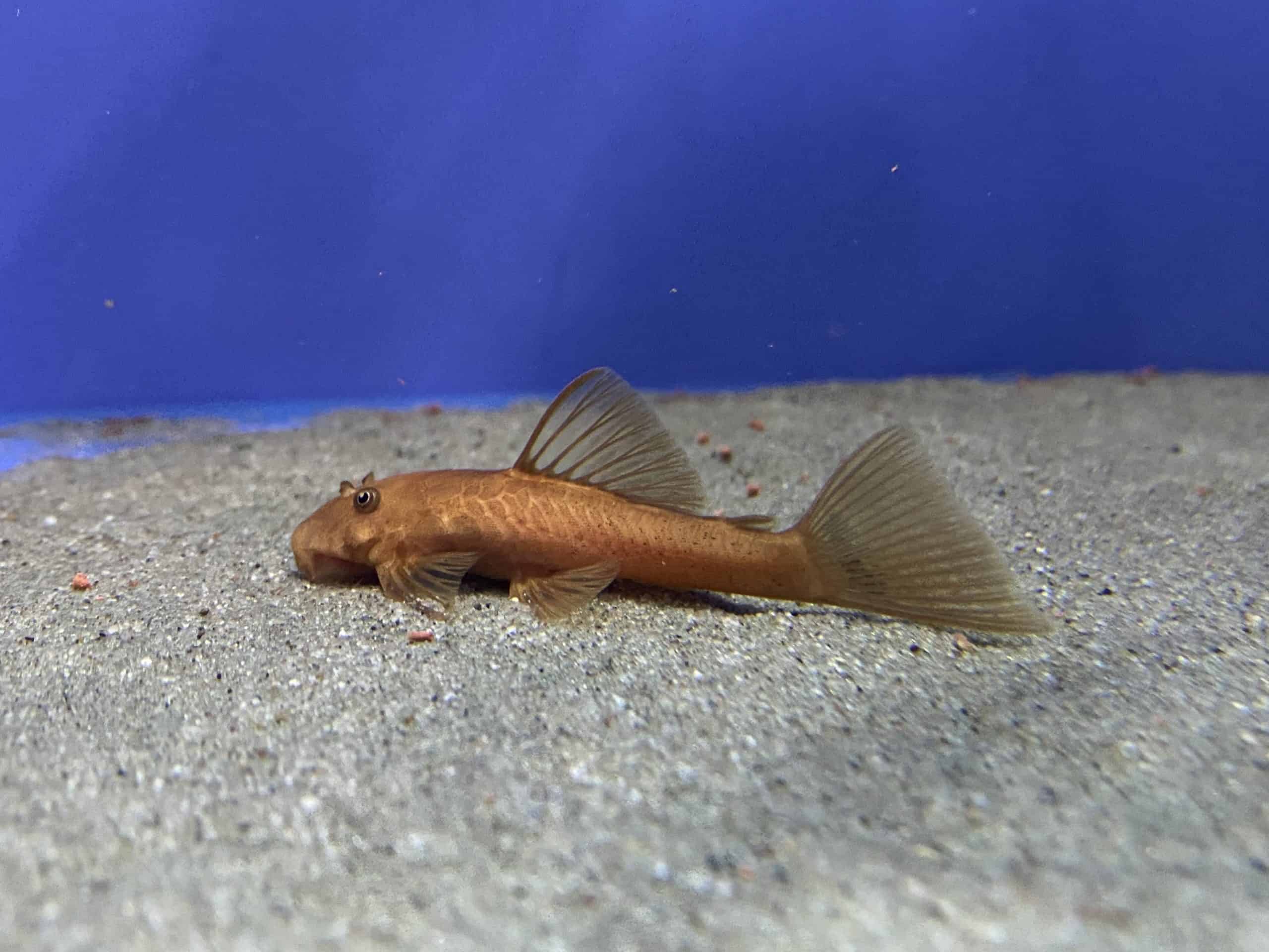 Sexed Pair Super Red Bristlenose