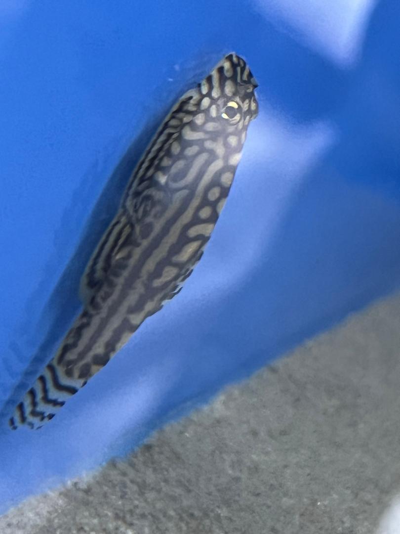 hillstream2.jpg Hill Stream Loach - Image 4