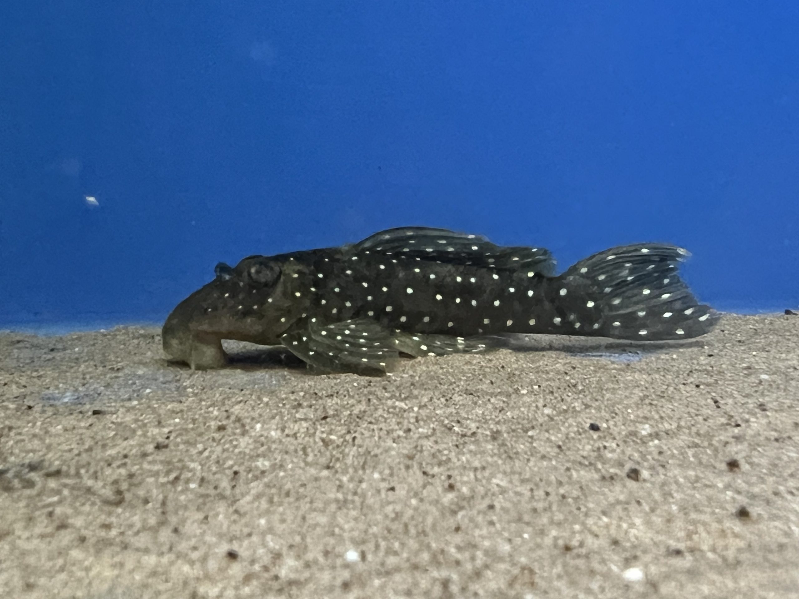 L030 Peppermint Pleco 7-9cm