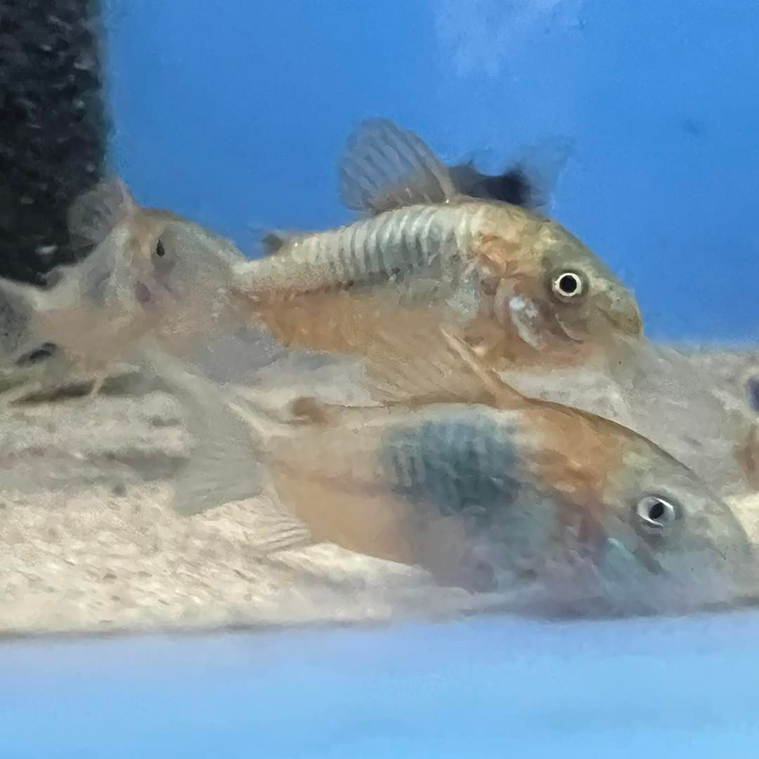 orange-ven-3.jpg Orange Venezuelan Corydoras x 4 - Image 3