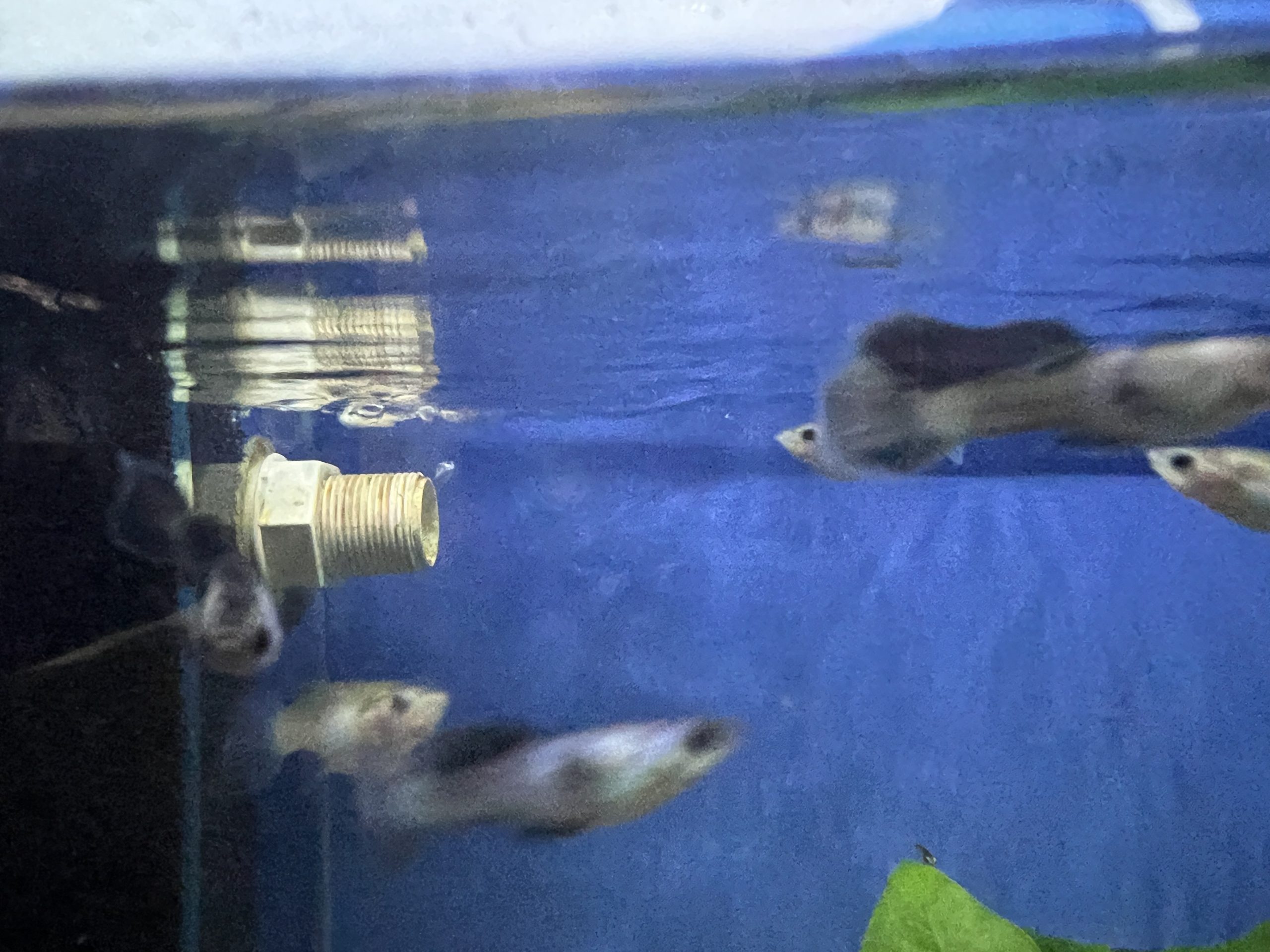 panda-guppie3-scaled-1.jpg Panda Guppies sexed pairs - Image 3