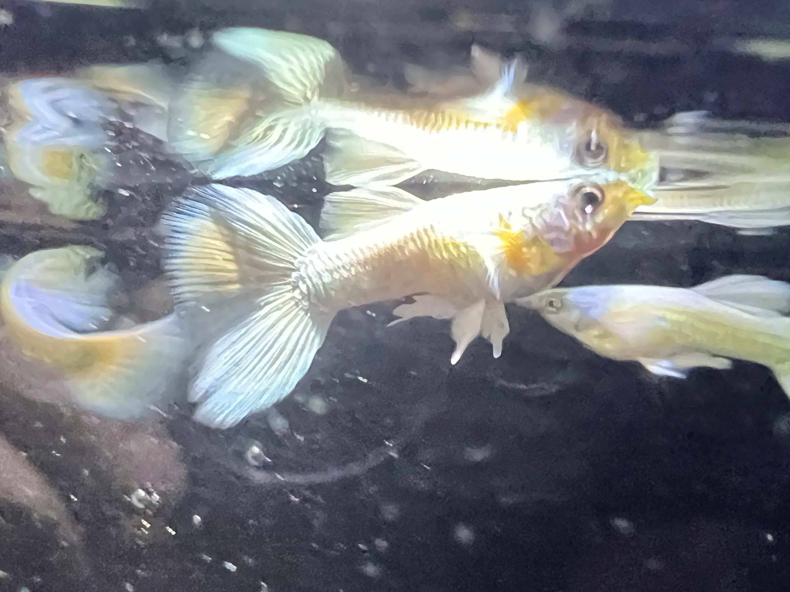 pwg1-scaled-1.jpg Male Platinum White Guppies - Image 5