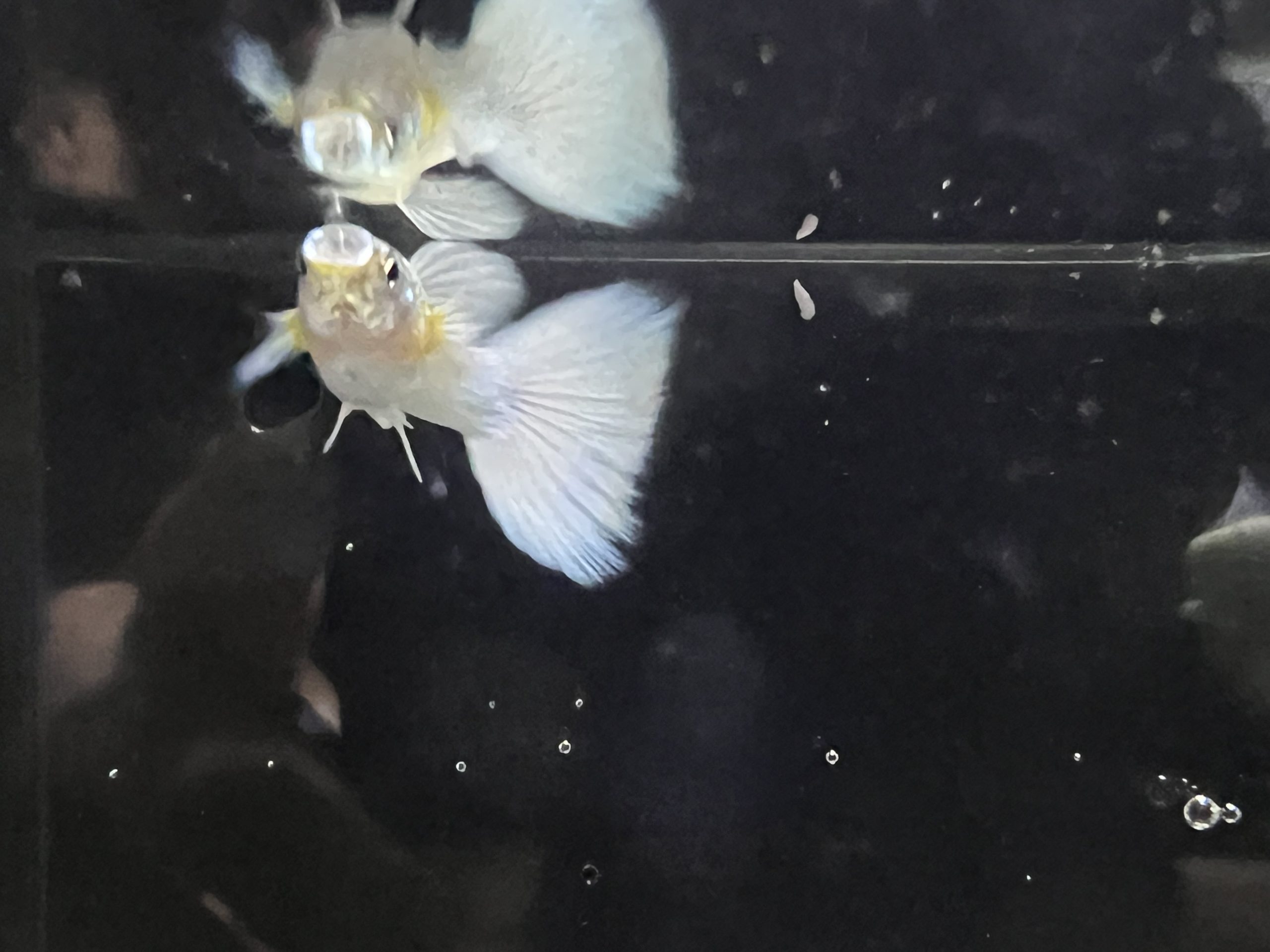 pwg2-scaled-1.jpg Male Platinum White Guppies - Image 4