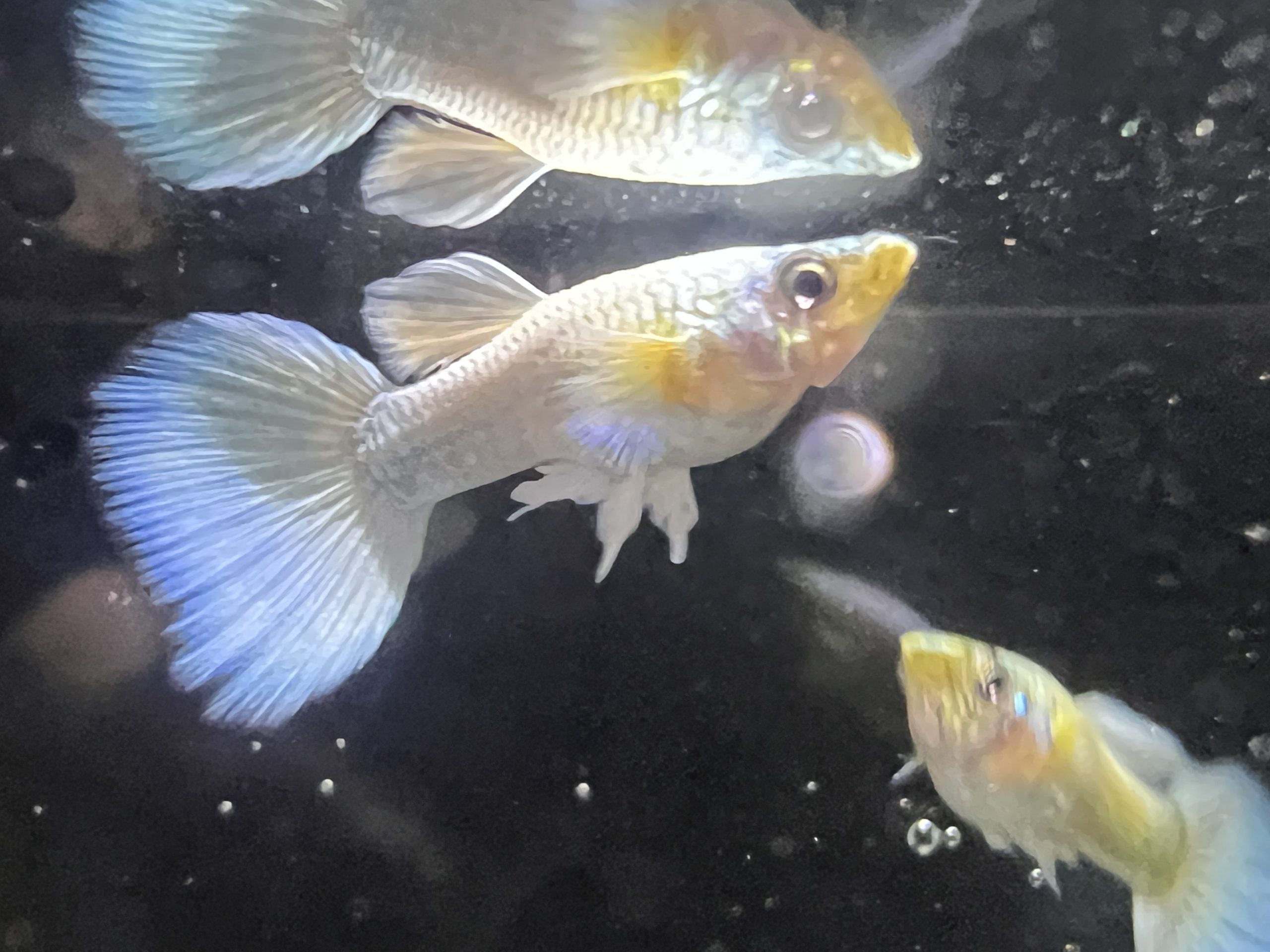 pwg3-scaled-1.jpg Male Platinum White Guppies - Image 3