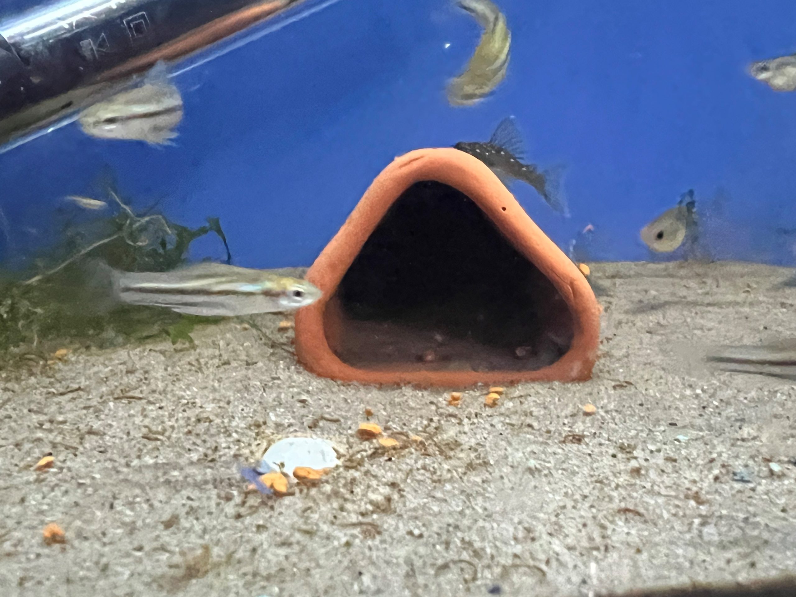 pygmy1-scaled-1.jpg Pygmy Swordtail, Xiphophorus multilineatus - Image 4